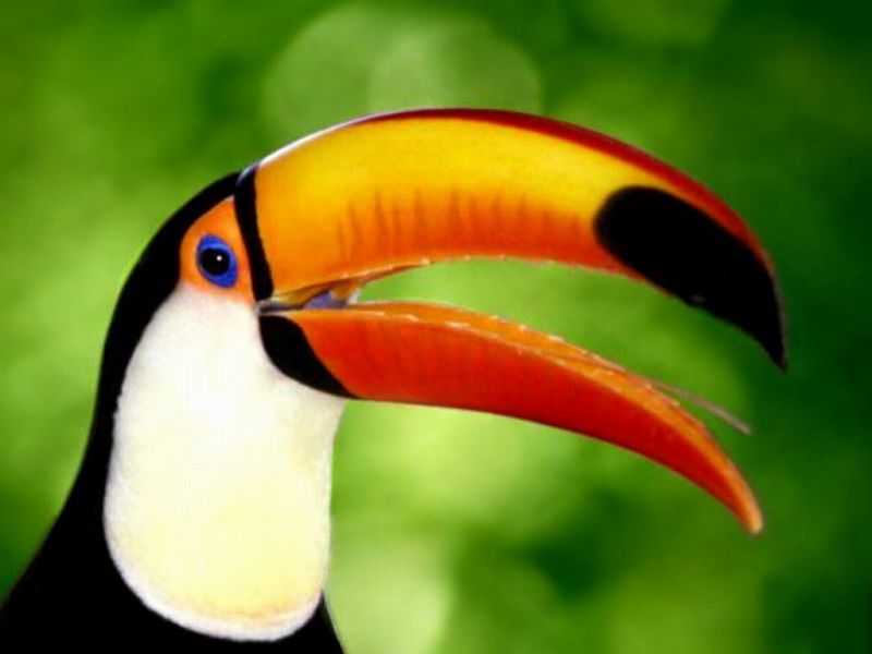 Toucan Bird Close Up Wallpaper - Close Up Of Bird - HD Wallpaper 