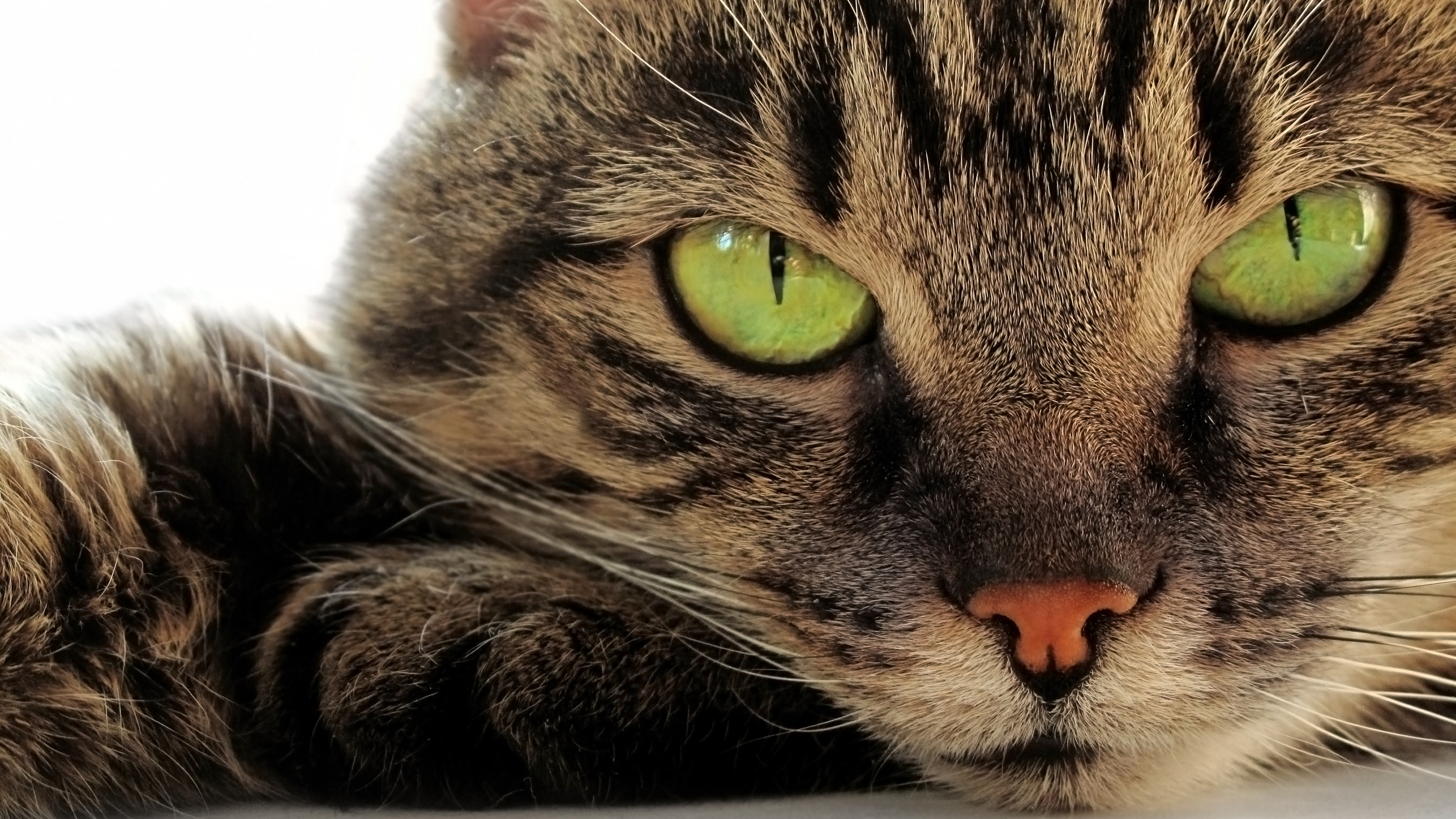 Cat Face Close Up - HD Wallpaper 