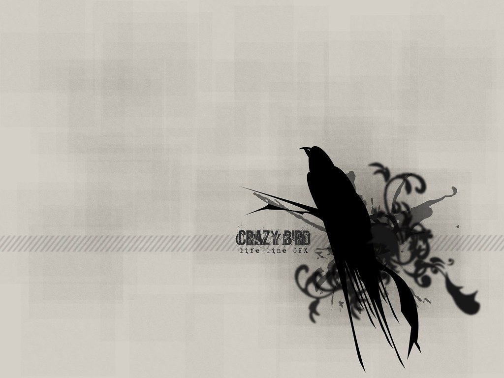 Blackbird - HD Wallpaper 