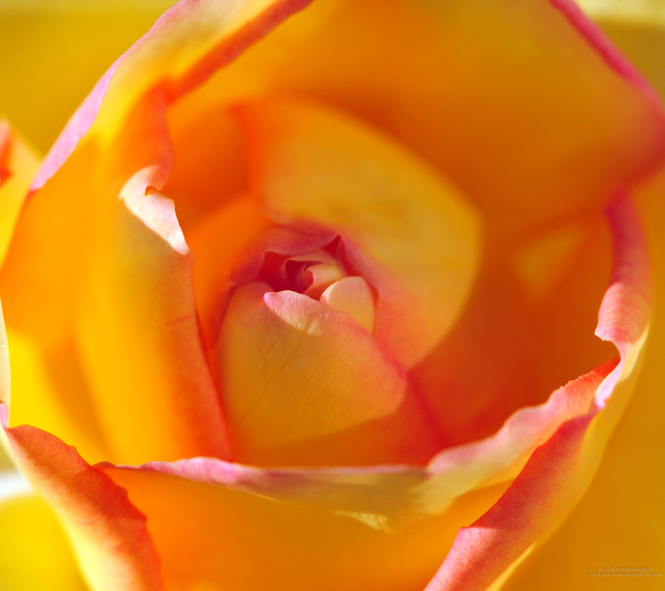 Oppo R9s Plus - Garden Roses - HD Wallpaper 