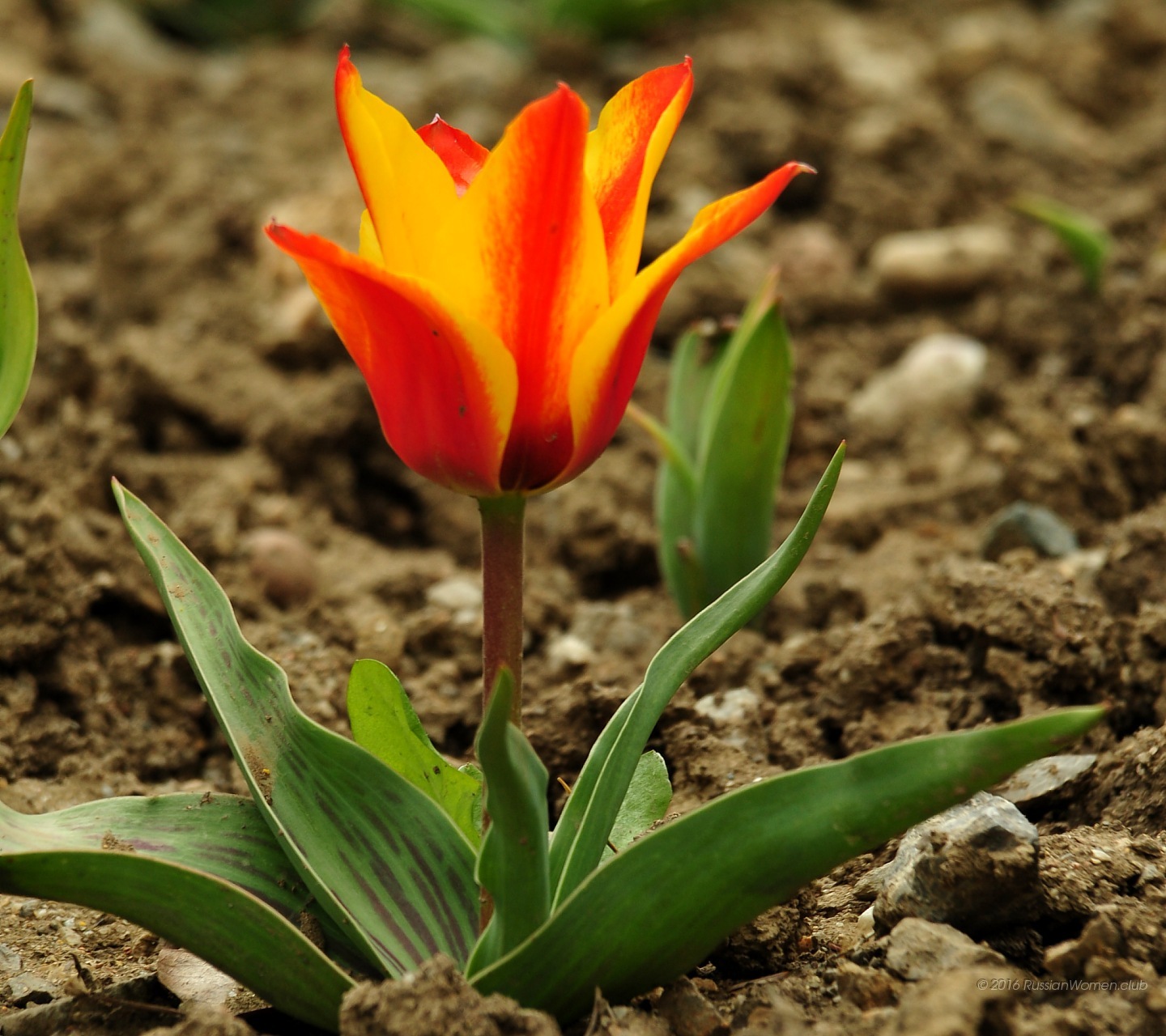 Tulip Flowers Wallpapers - Paisagem Para Celular Samsung - HD Wallpaper 