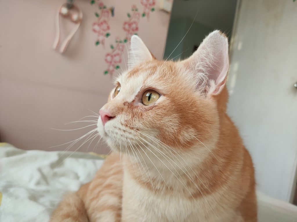 Oppo Reno 10x Zoom Camera Photography Review Cat - Arabian Mau - HD Wallpaper 