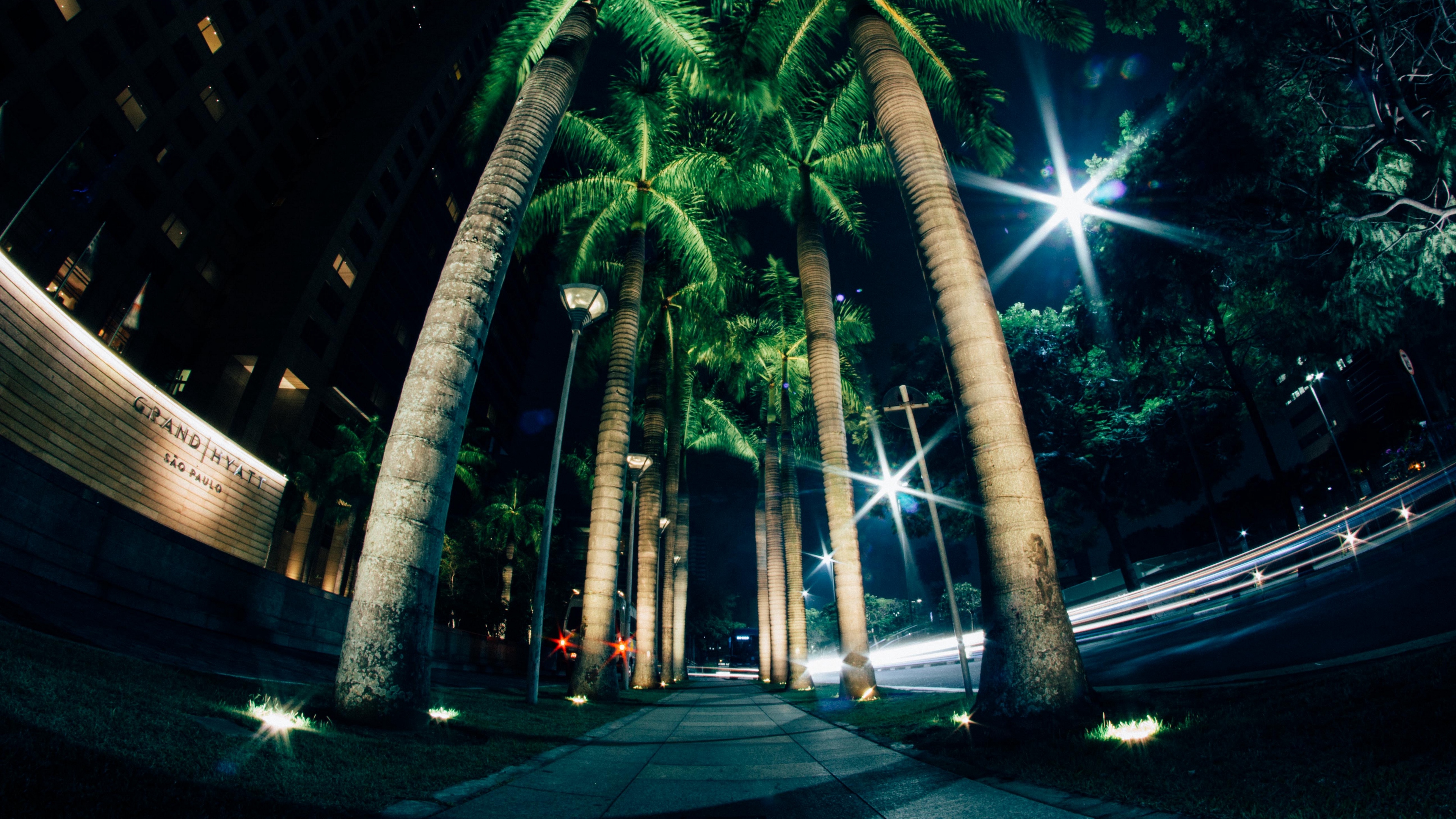 Palms Night Street Lighting 4k - HD Wallpaper 