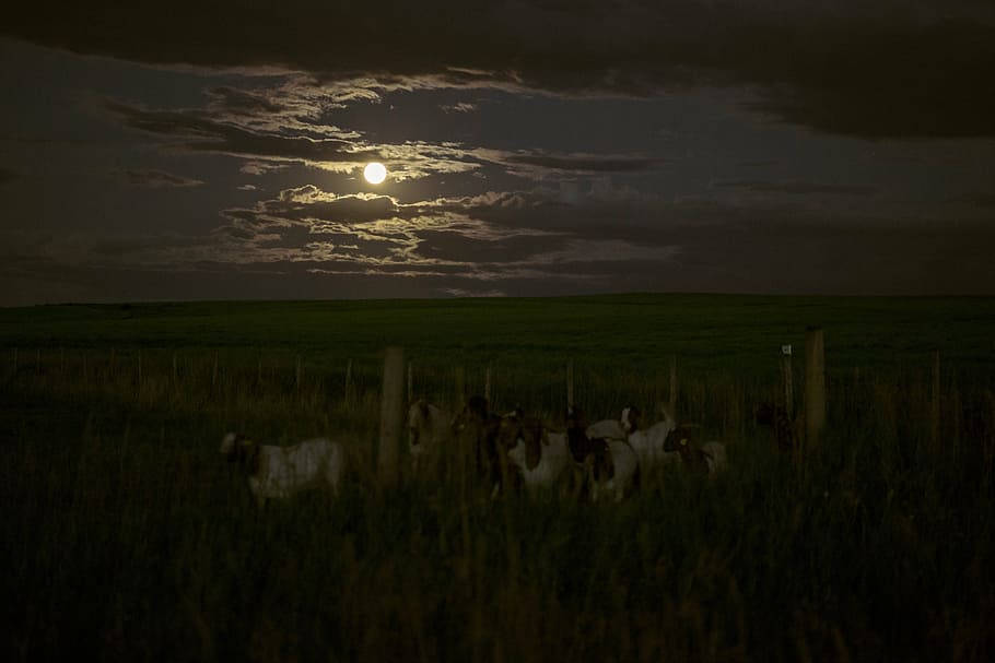 Scenery Of Full Moon, Herd, Goat, Field, Dark, Night, - HD Wallpaper 
