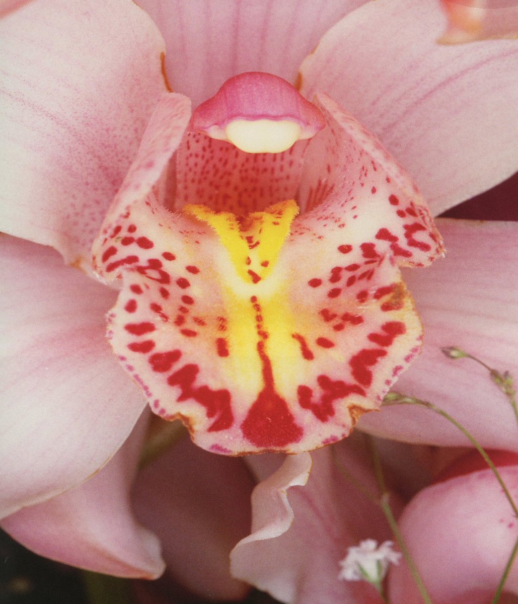 Nobuyoshi Araki - HD Wallpaper 