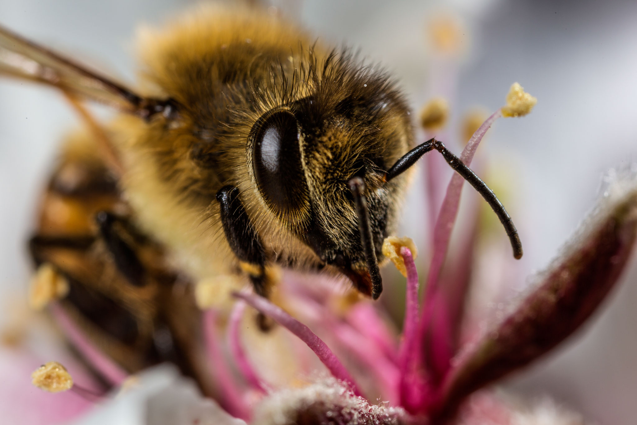 Bee Nat Geo - HD Wallpaper 