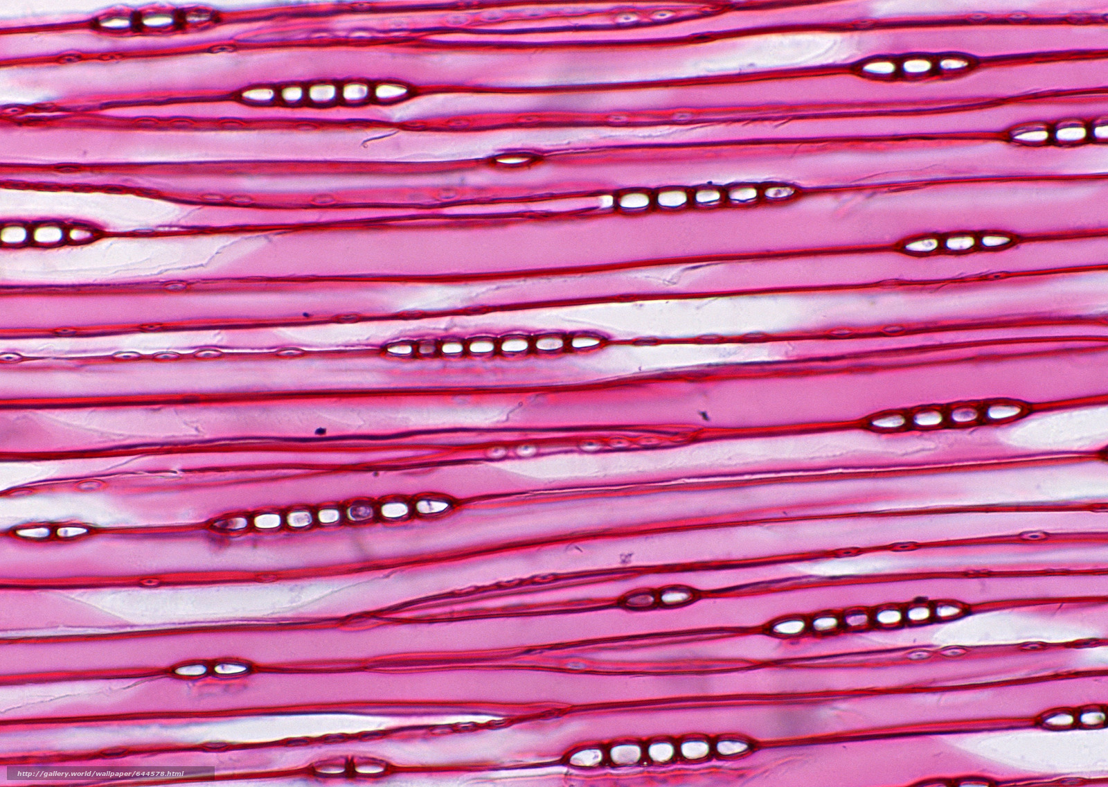 Download Wallpaper Organics Under Microscope, Cage, - Microscope Slide - HD Wallpaper 