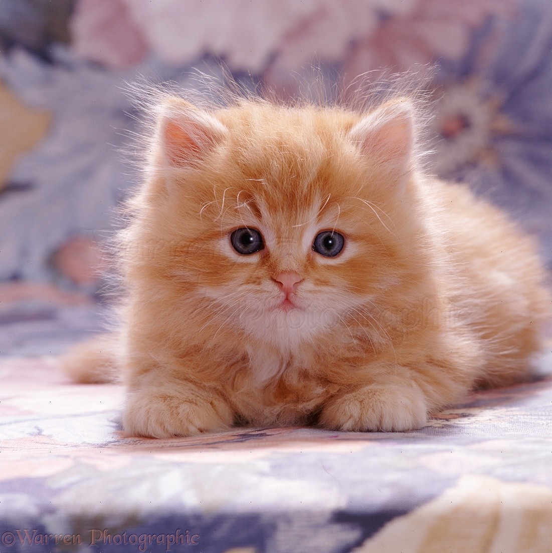 Wp08473 Fluffy Ginger Male Kitten, 7 Weeks Old - Fluffy Ginger Female Kitten - HD Wallpaper 