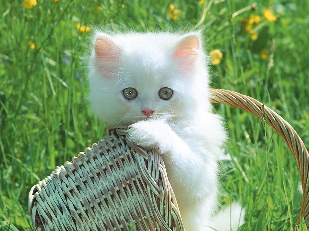Fluffy White Kittens - Baby White Cute Cats - HD Wallpaper 