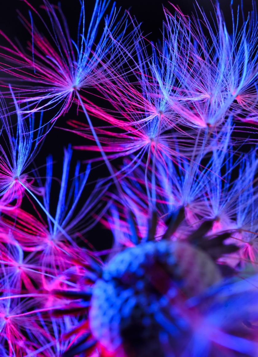 Dandelion, Fluffy, Close Up, Colorful, Wallpaper - Pink And Blue Background 1080p - 840x1160 Wallpaper Dandelion, Fluffy, Close Up, Colorful, Wallpaper - Pink And Blue Background 1080p - 840x1160 Wallpaper