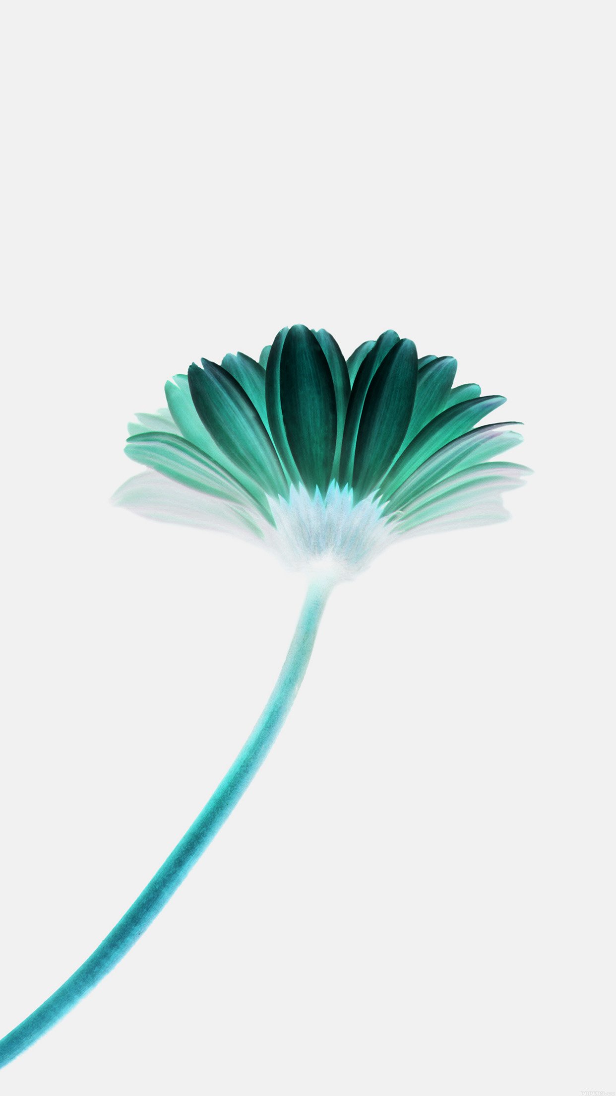 Iphone Flower Wallpaper White Background - HD Wallpaper 