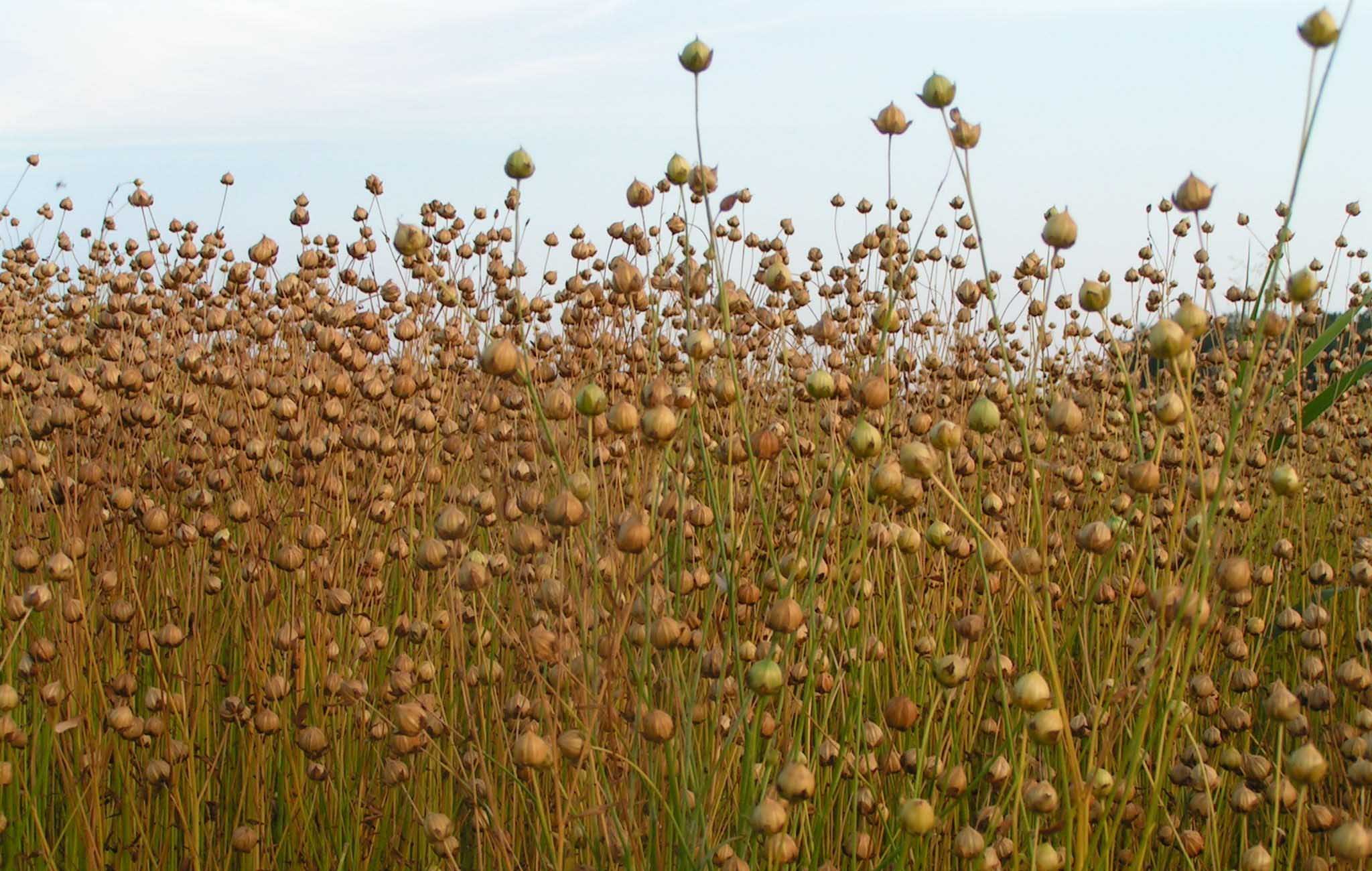 Flachsfeld-2 - Field - HD Wallpaper 