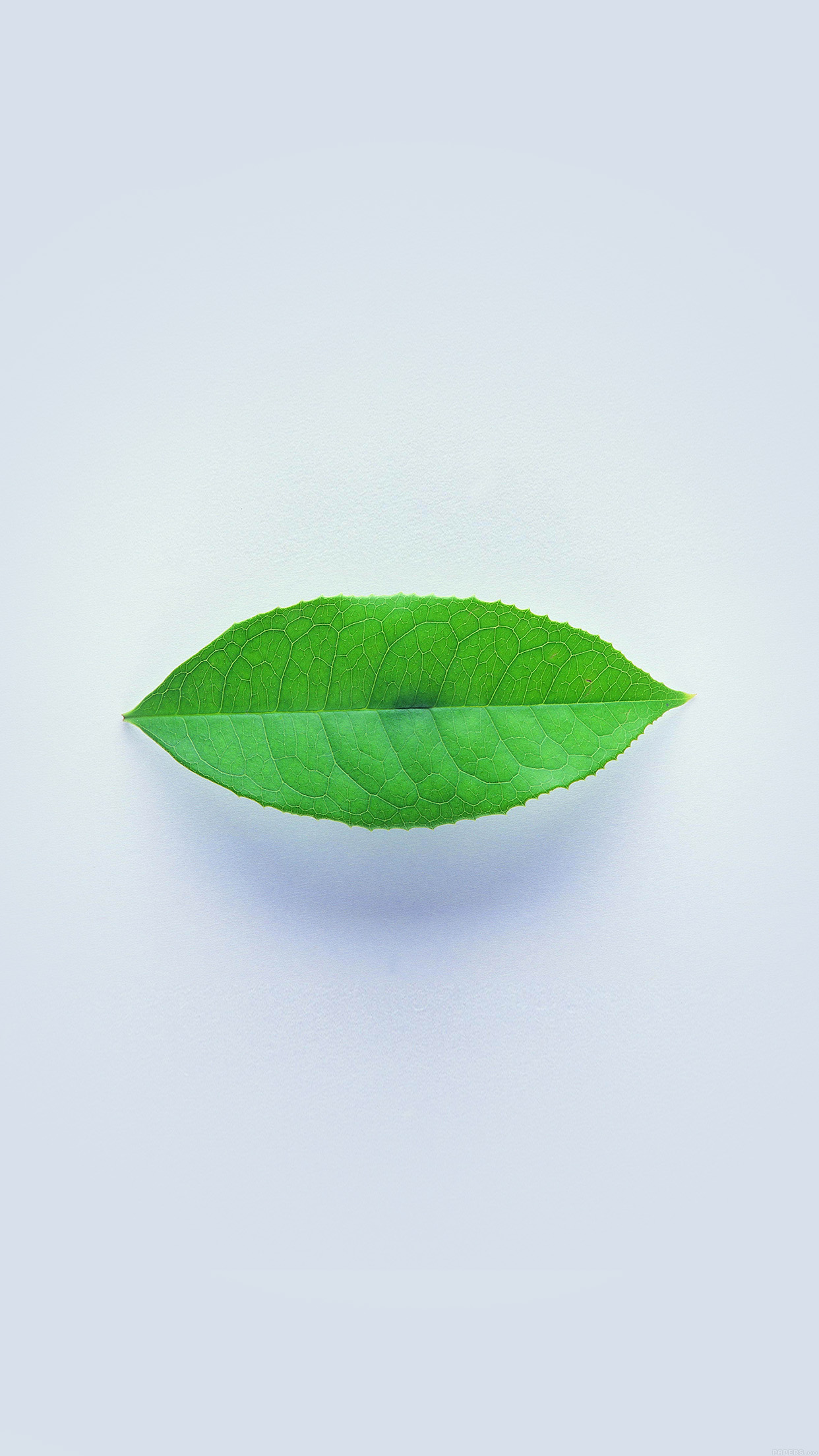 Minimal Green Leaf White Background Android Wallpaper - White And Green Wallpaper Android - HD Wallpaper 