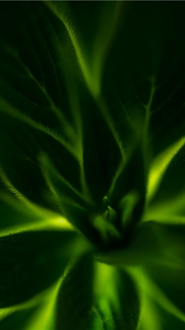 Green Plant Iphone Wallpaper - HD Wallpaper 