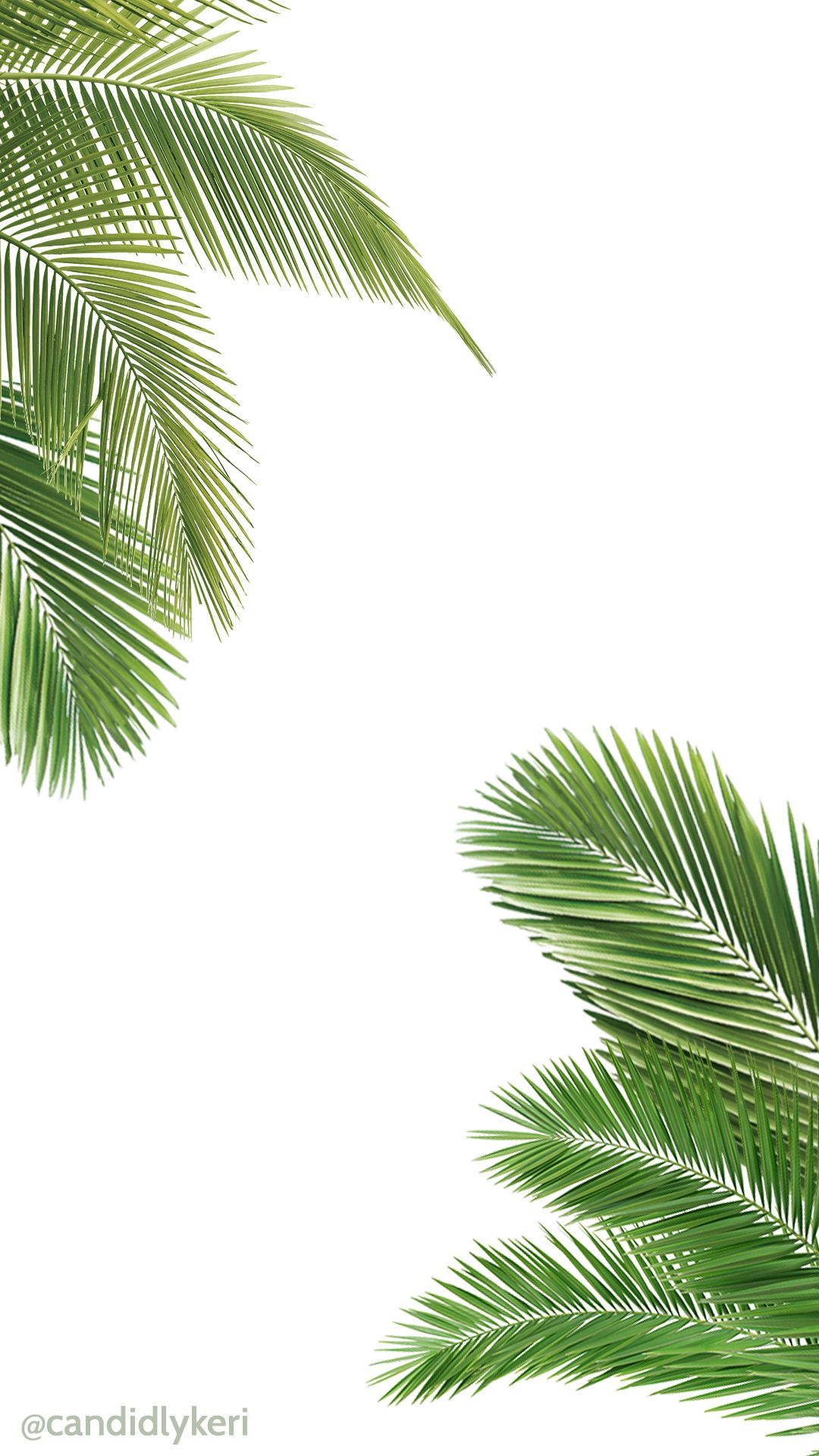 Palm Tree Background Free - HD Wallpaper 