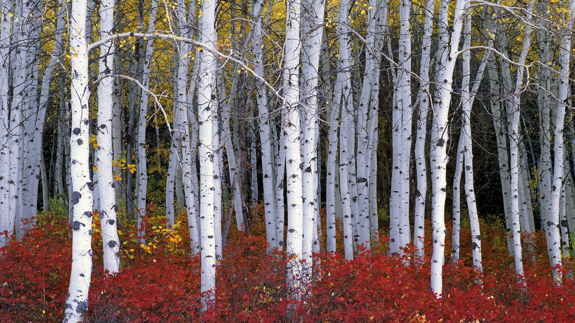1920x1080, Birch Forest Wallpaper Hd For Pc Nature - HD Wallpaper 