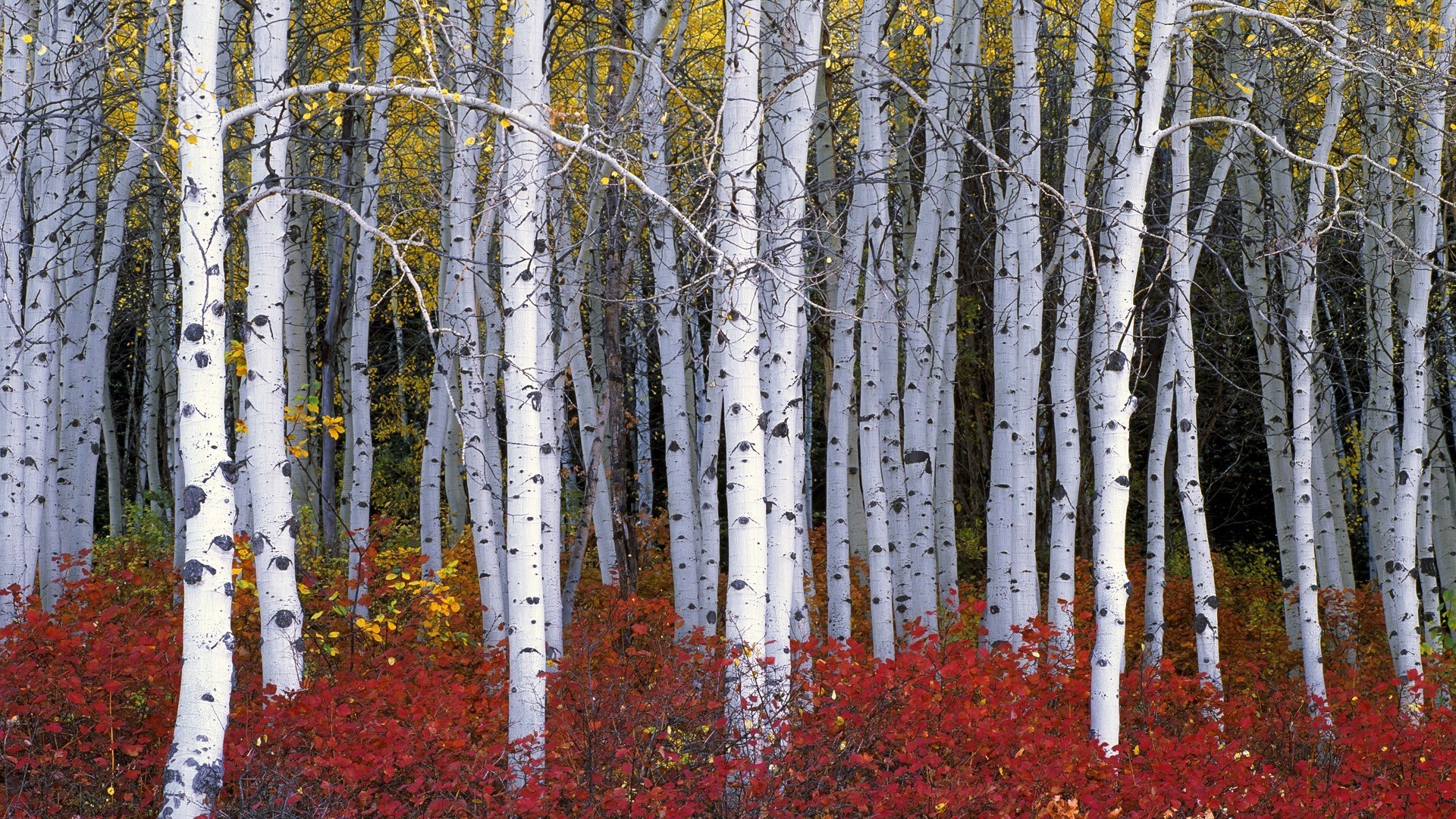 1920x1080, Birch Forest Wallpaper Hd For Pc Nature - 1920x1080 Wallpaper - 1920x1080, Birch Forest Wallpaper Hd For Pc Nature - 1920x1080 Wallpaper -