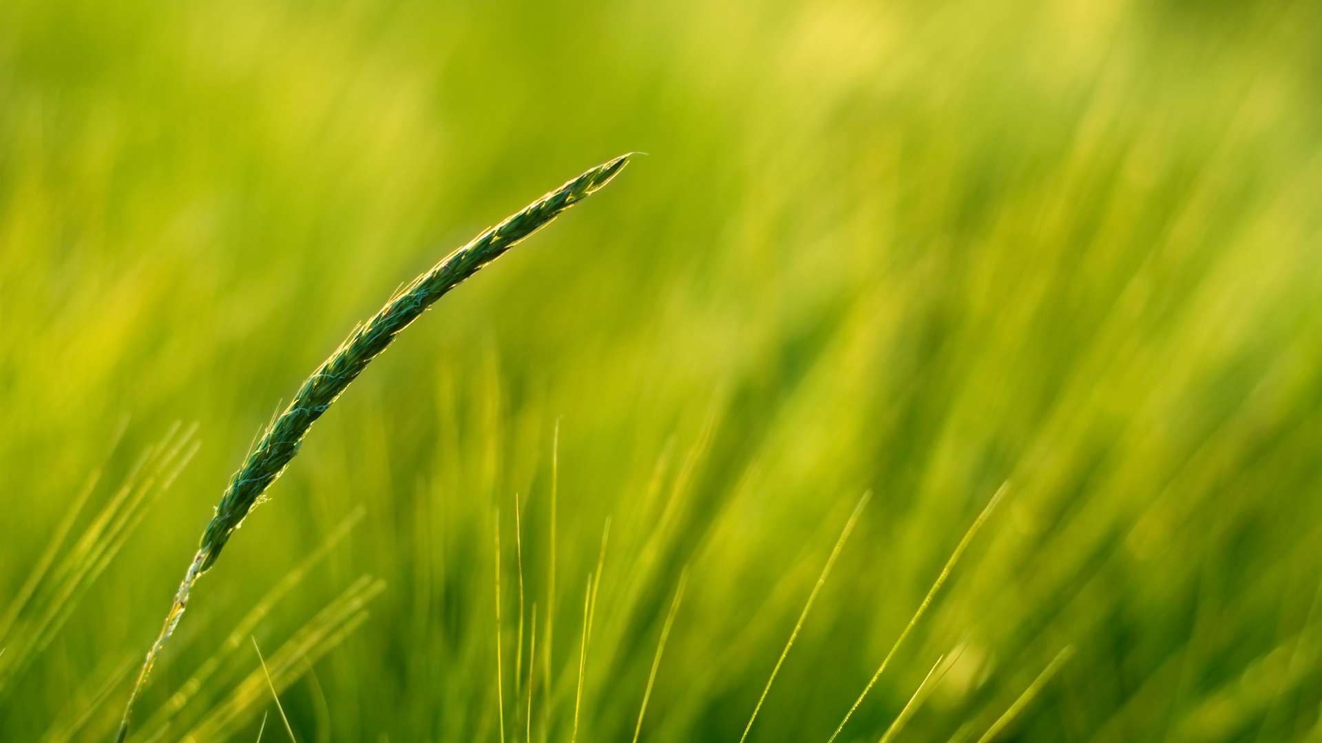 Single Crop Hd Wallpaper - Hd Background Green Field - HD Wallpaper 