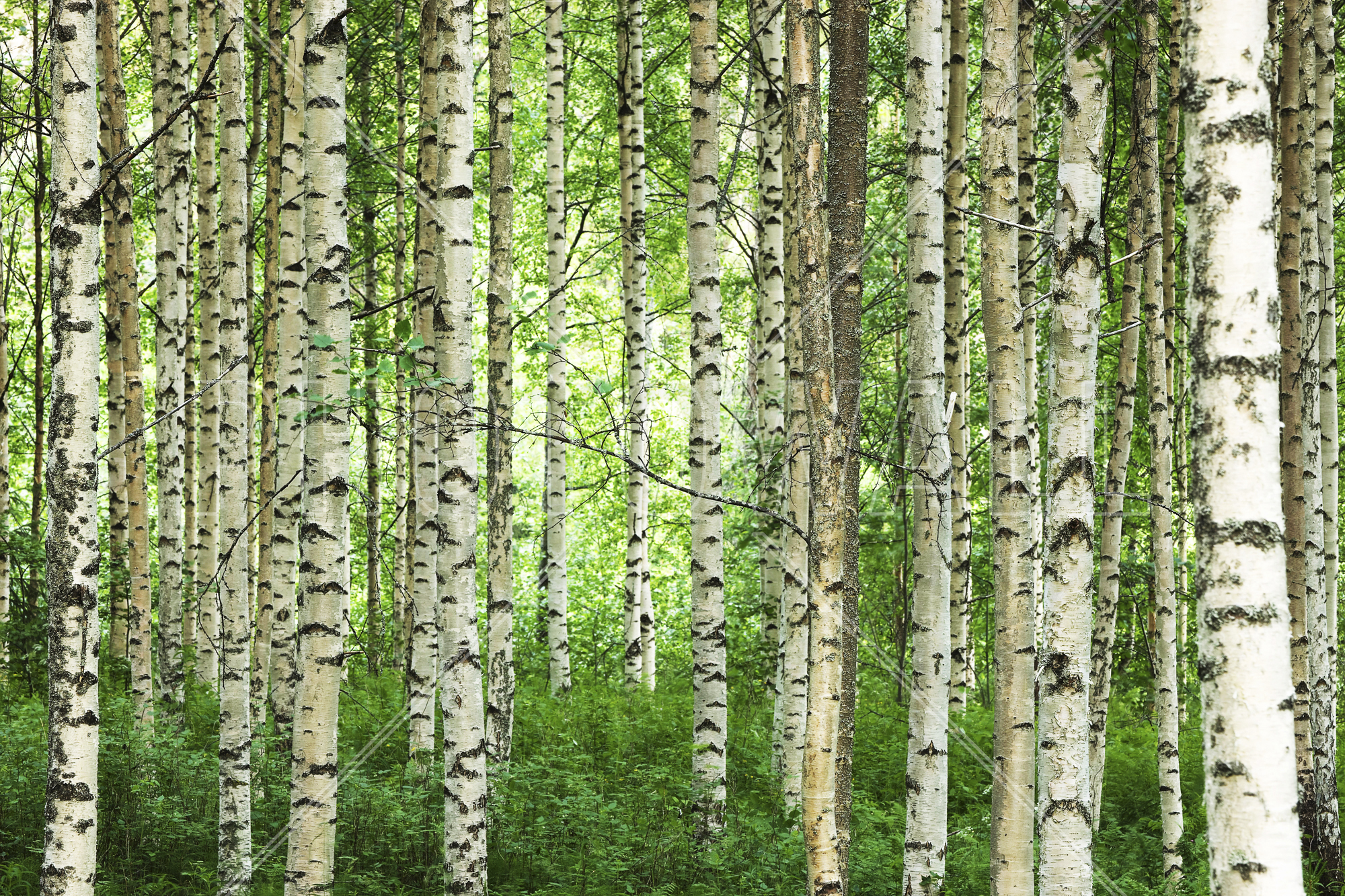 Clear Birch Forest - Birch Forest - HD Wallpaper 