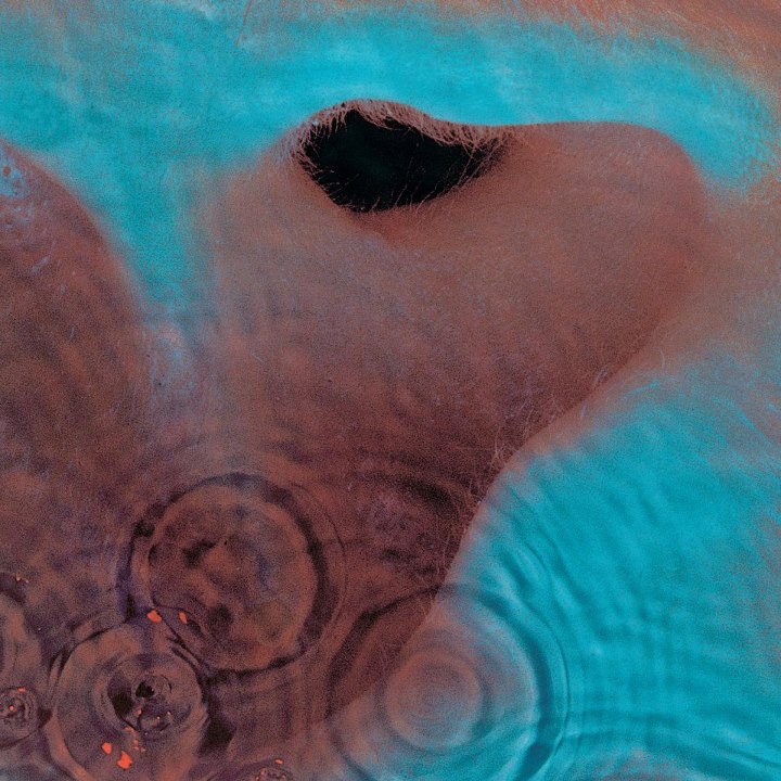 Pink Floyd Meddle Cover Art Wallpaper - Pink Floyd Meddle Spotify - HD Wallpaper 