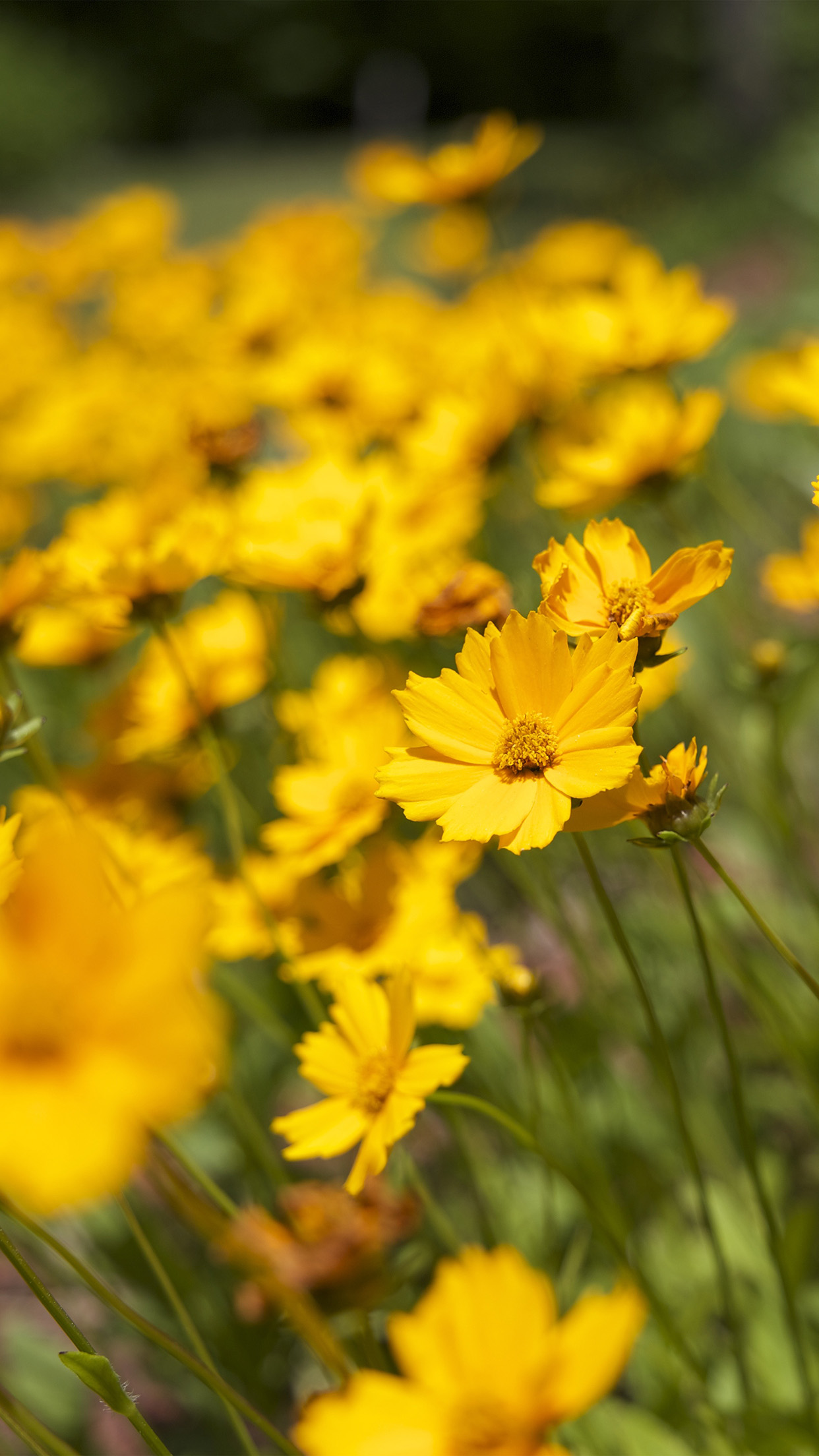 Yellow Flower Wallpaper Iphone - HD Wallpaper 