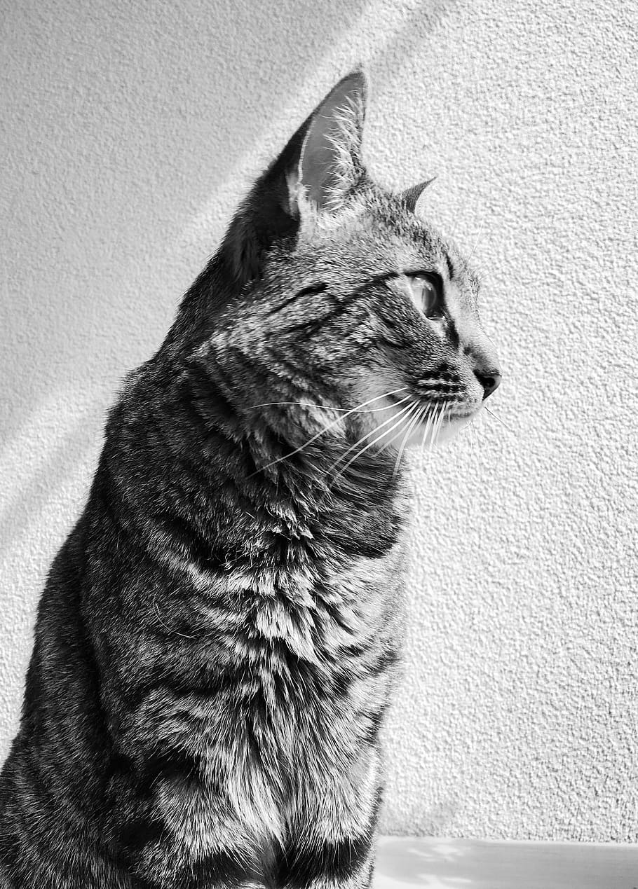 Bandw, Black And White, Cat, Chat, Contrast, Contraste, - Black Chat - HD Wallpaper 