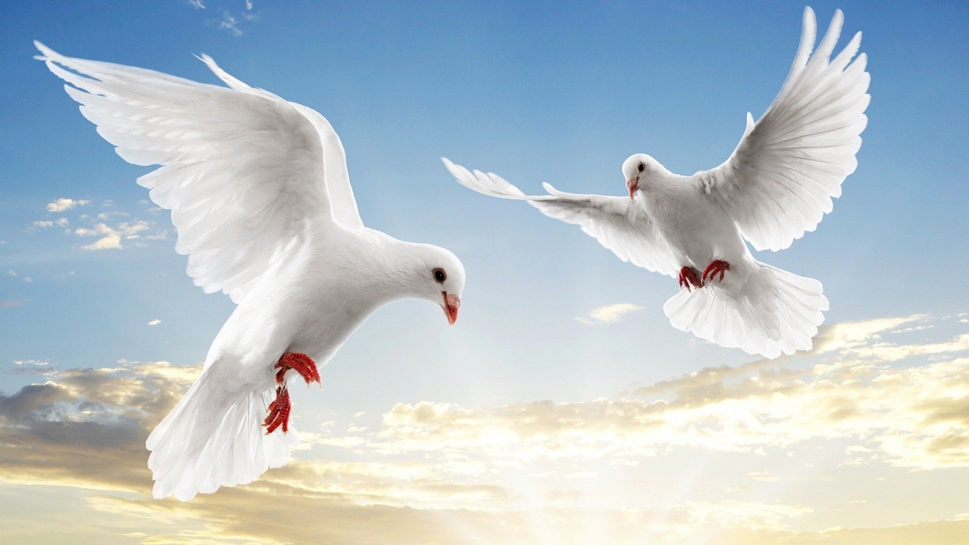 White Birds Flying In The Sky - HD Wallpaper 