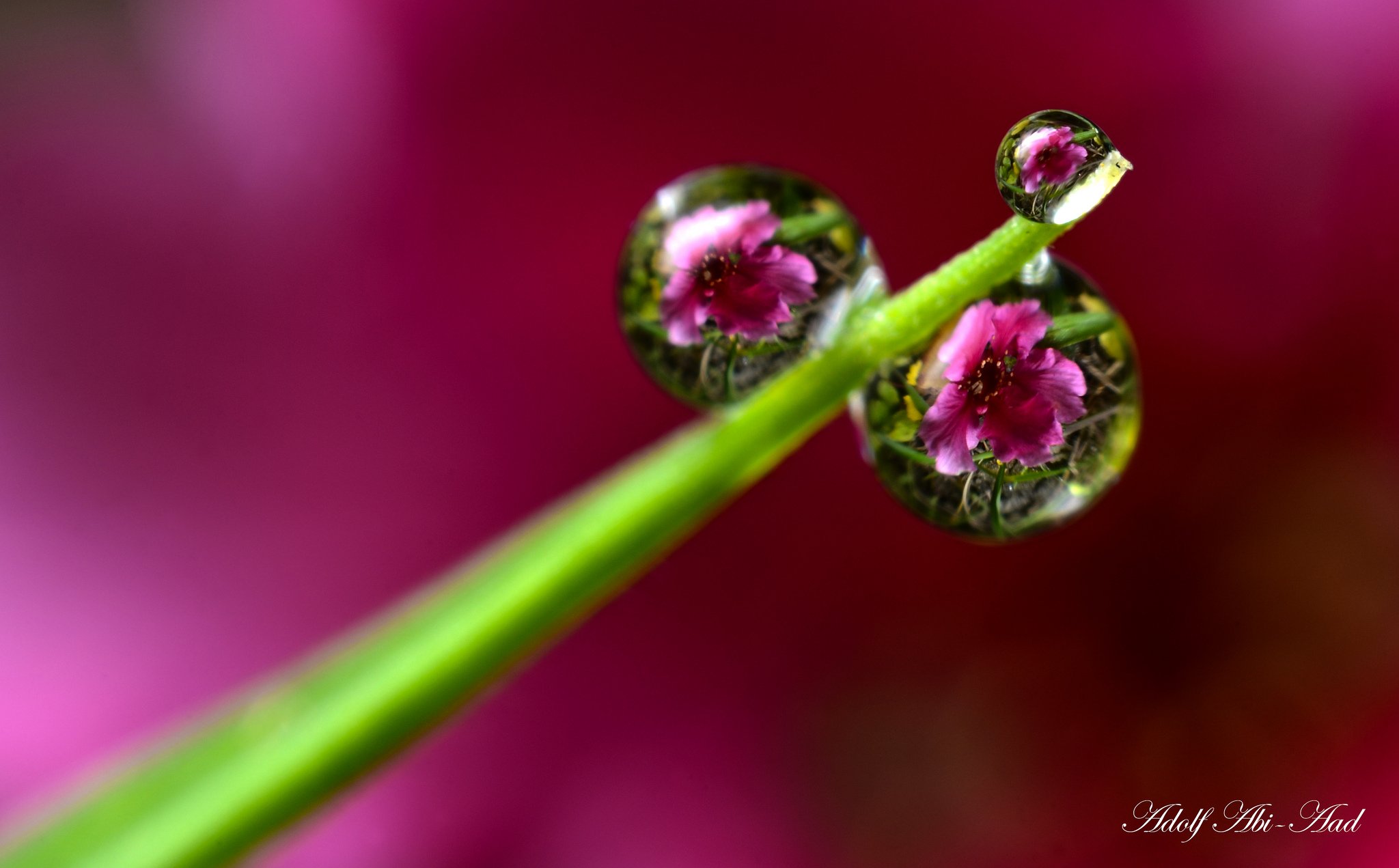 Flowers Zoomed In With Water Droplets - HD Wallpaper 