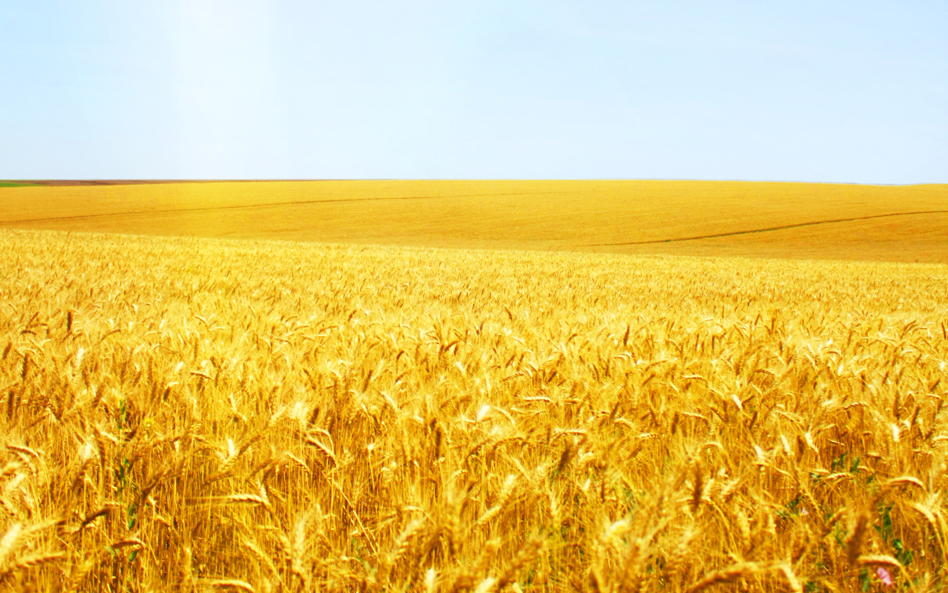 Hd Wheat Crop Material - Wheat Field - HD Wallpaper 
