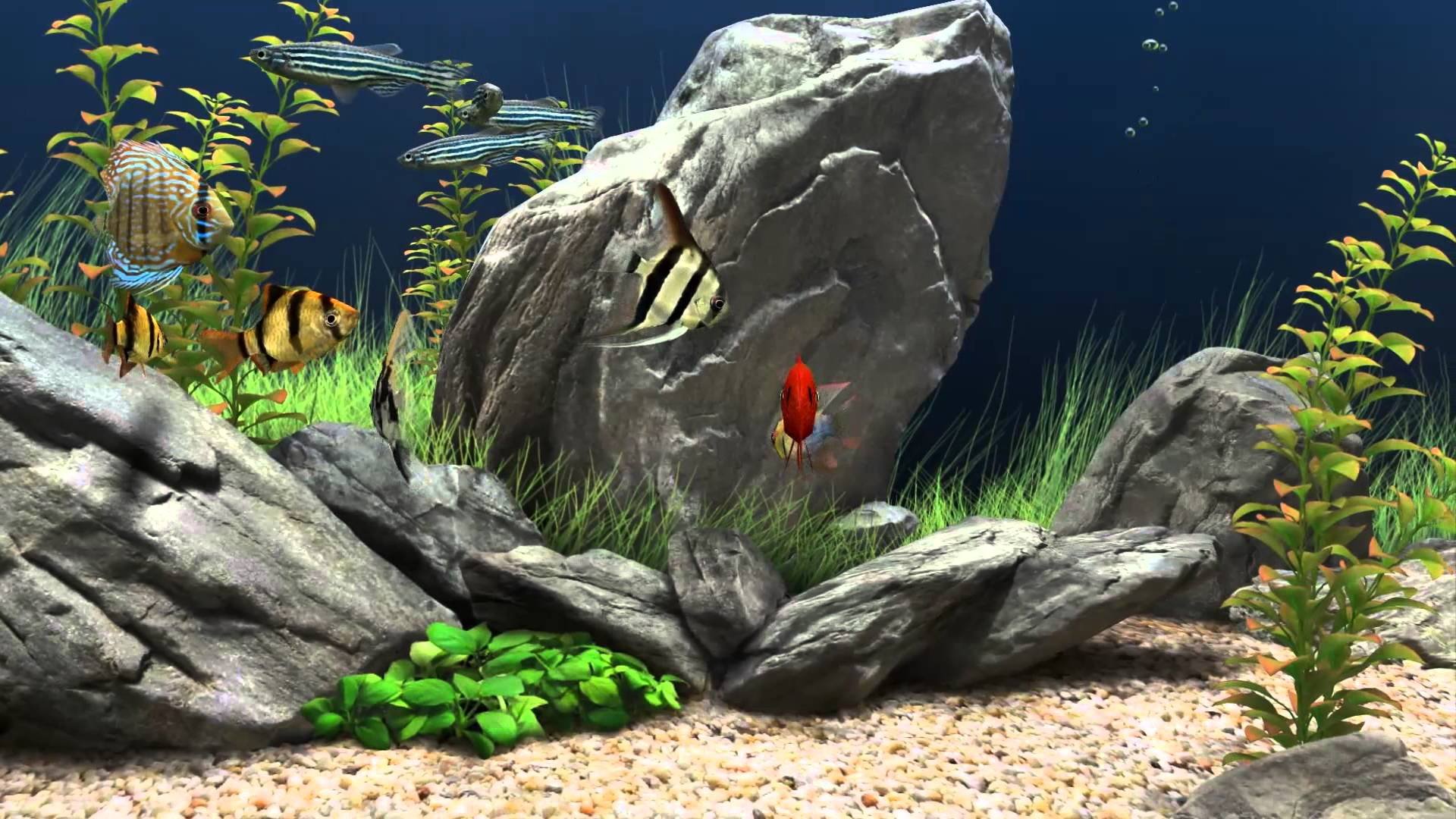 Fish Tank Tv Screen Saver - HD Wallpaper 
