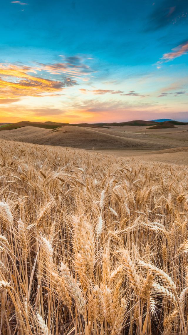 Field, 4k, Hd Wallpaper, Wheat, Spikes, Sky, Clouds - Wheat Field Hd - HD Wallpaper 
