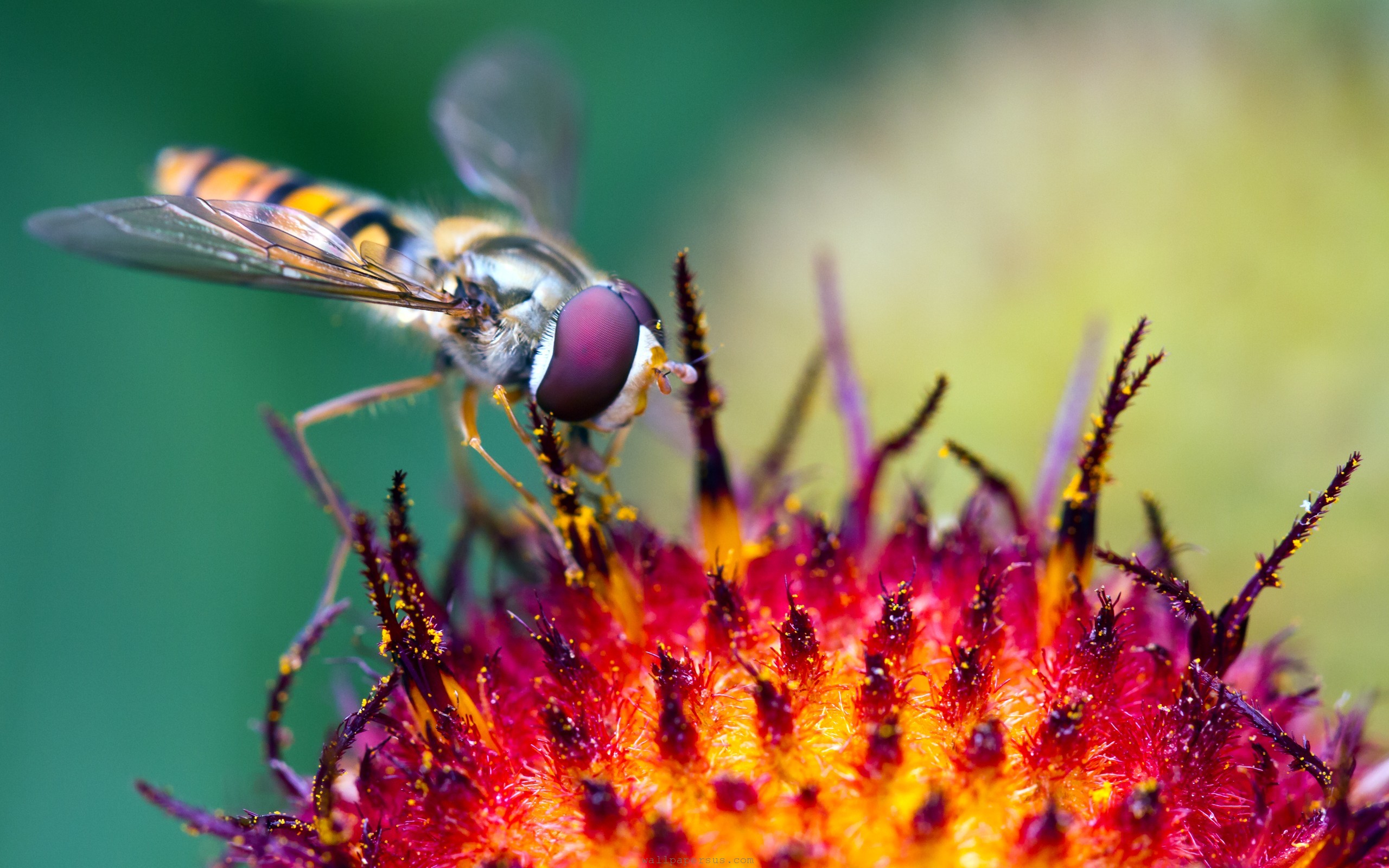 Insects Hd Macro - HD Wallpaper 