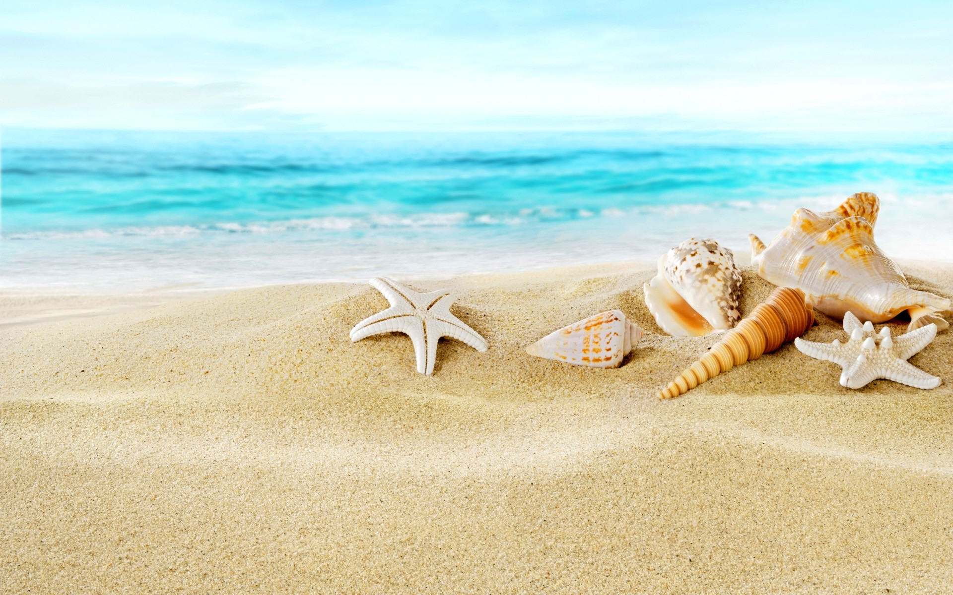 Seashells On Sand Beach Wallpaper For Widescreen Desktop - Beach Background  With Seashells - 1920x1200 Wallpaper 