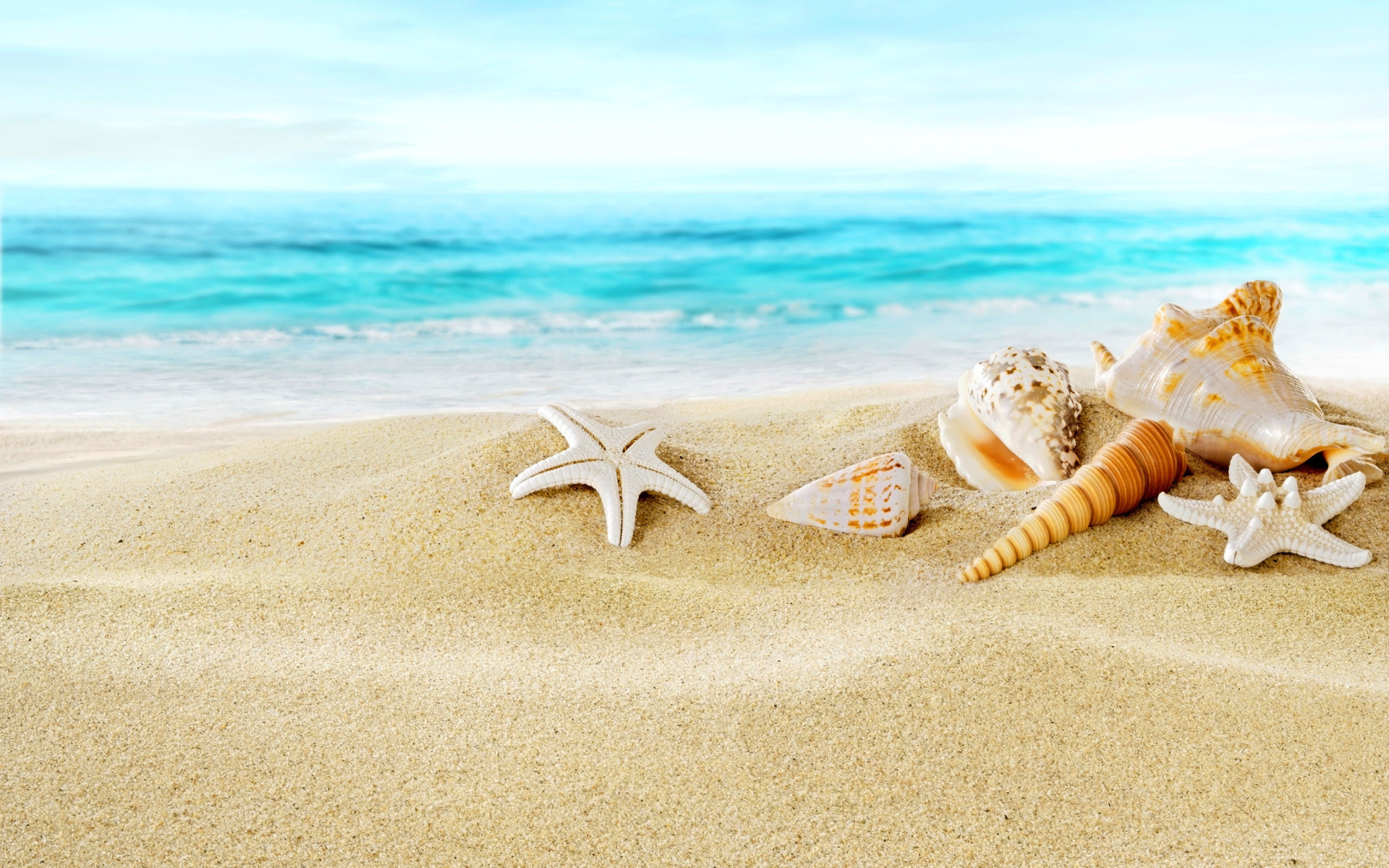 Seashells On Sand Beach Wallpaper For Widescreen Desktop - Beach Background With Seashells - HD Wallpaper 