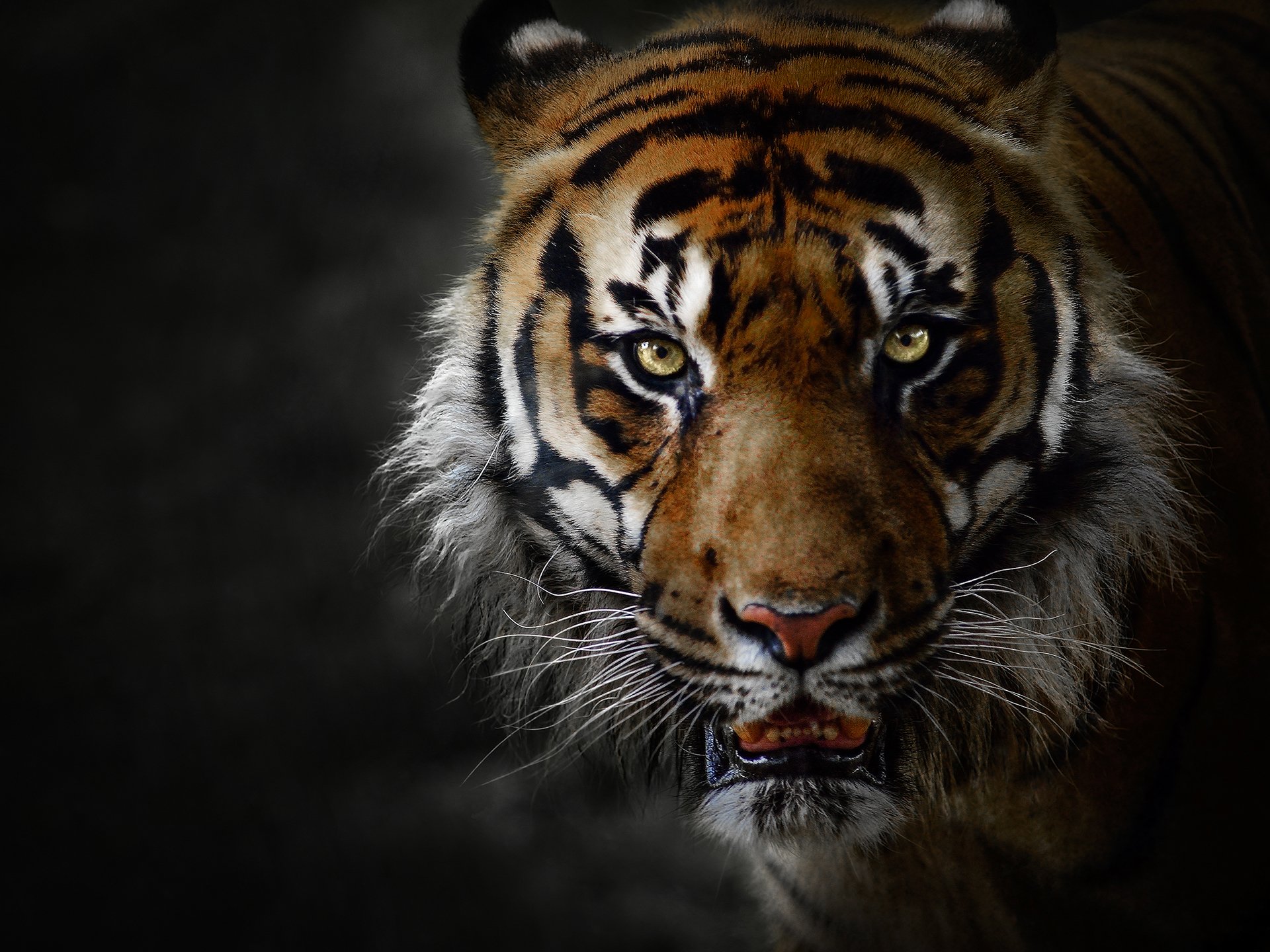 High Definition Pictures Big Cats - HD Wallpaper 