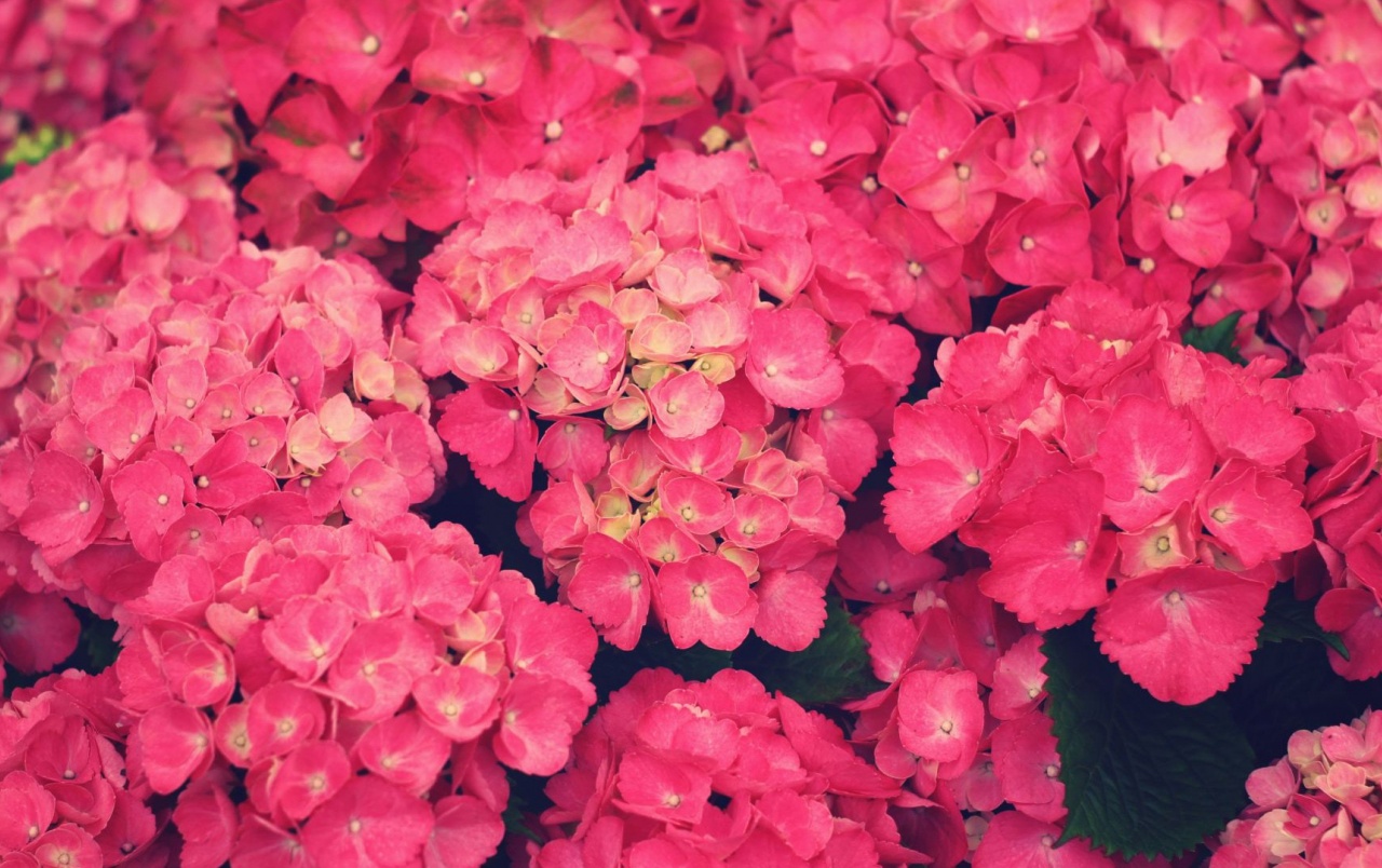 Flores De Color Rosa Wallpapers - Pink Flowers Hi Resolution - HD Wallpaper 