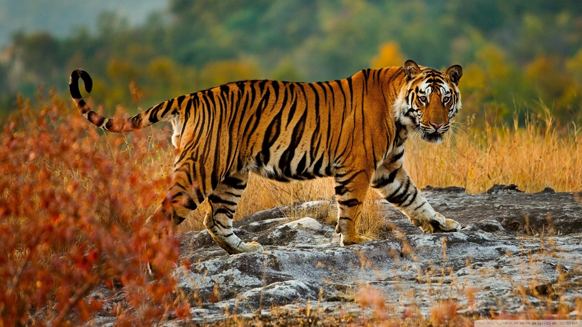 Bengal Tiger Of India - HD Wallpaper 