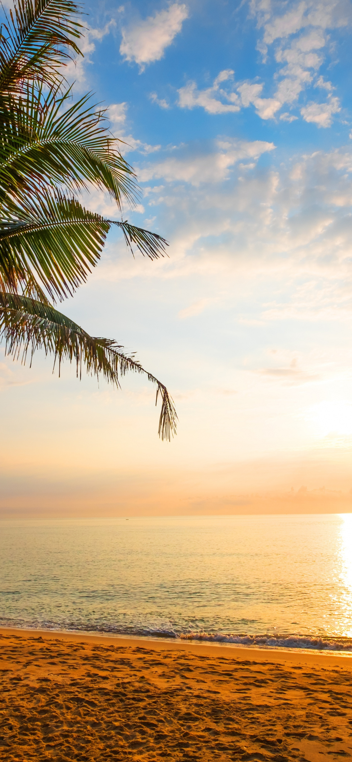 Palm Tree, Sand, Beach, Sunny Day, Holiday, Wallpaper - Sunny Day - HD Wallpaper 