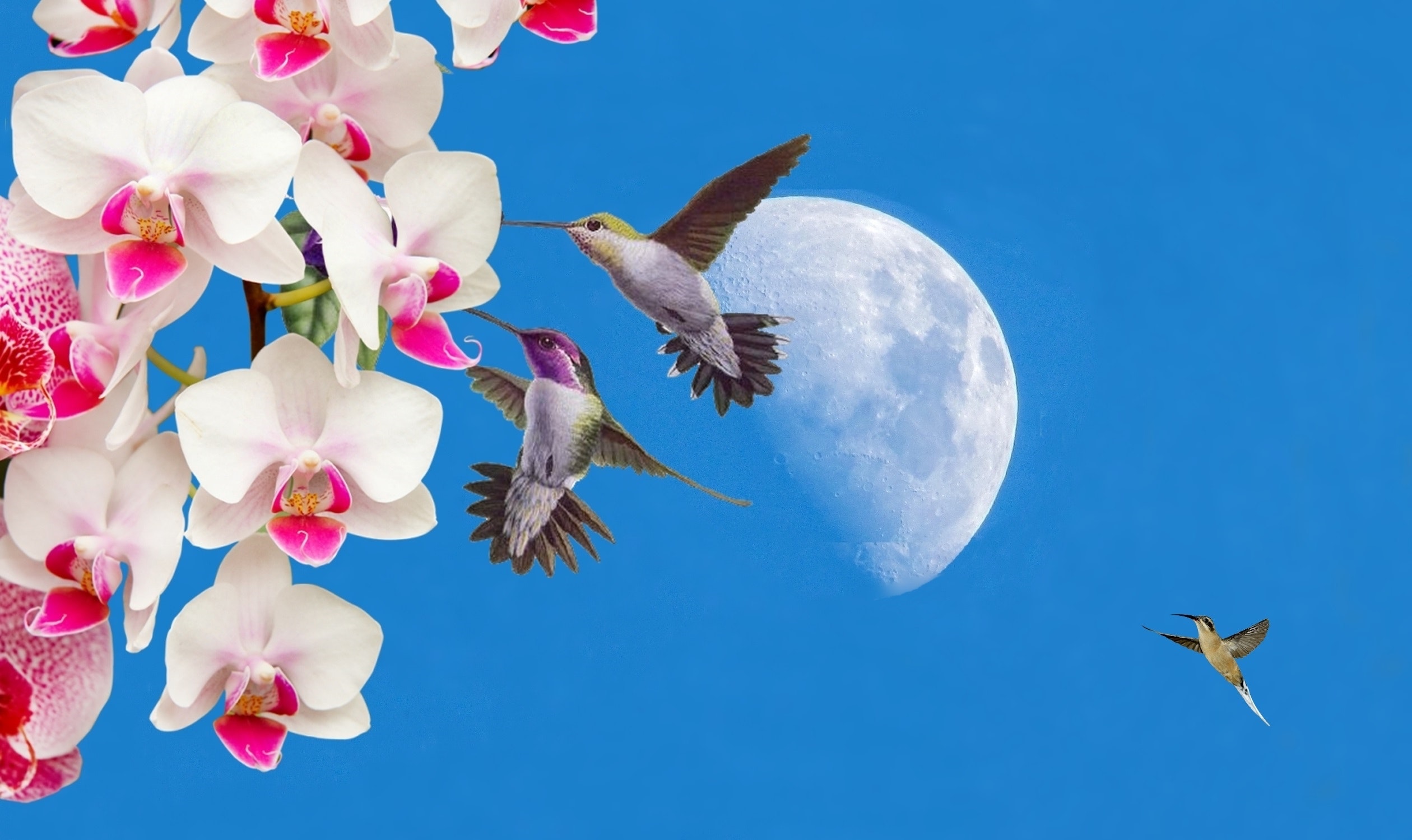 Hummingbird Drinking From Orchid - HD Wallpaper 