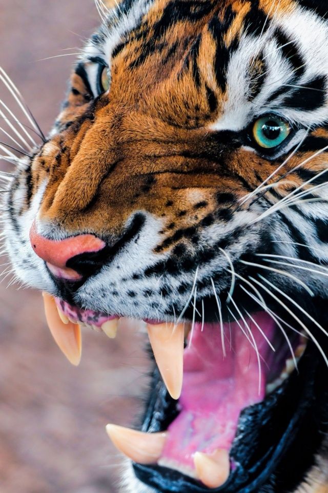 Hd Wallpaper For Mobile Wild Animals - HD Wallpaper 