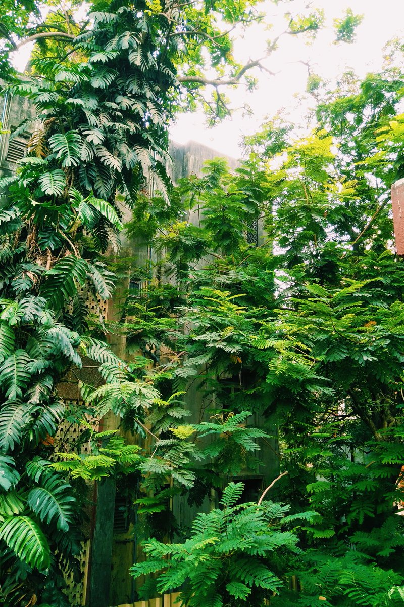 Cypress Family - HD Wallpaper 