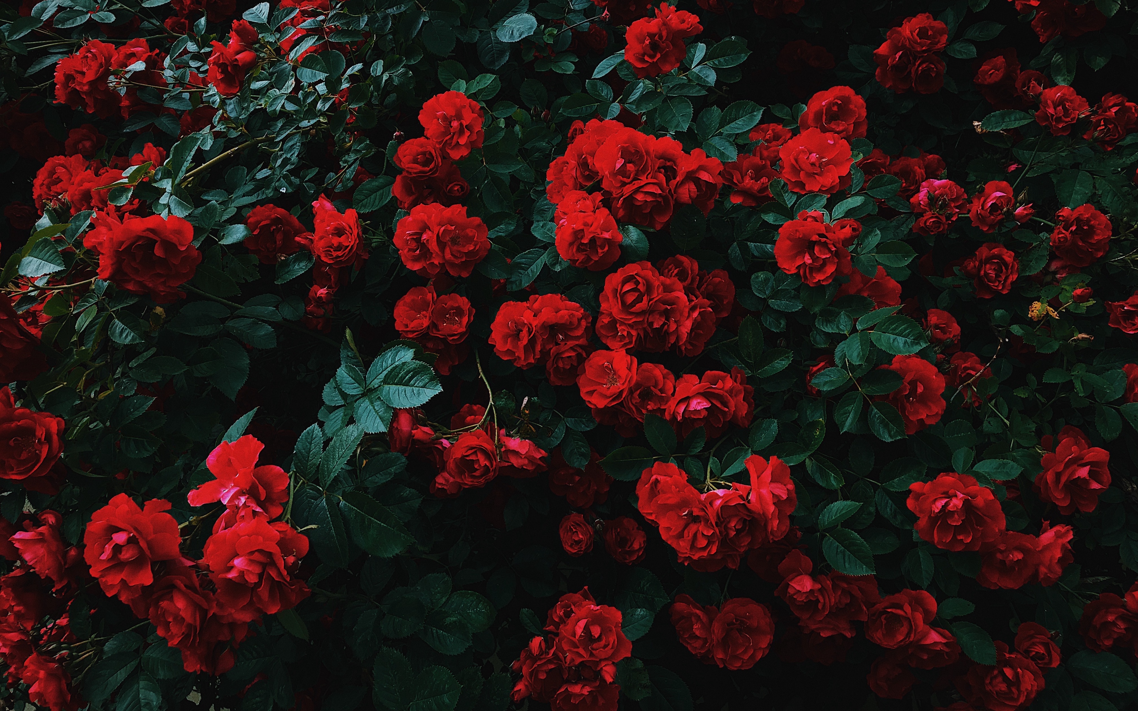 Red Roses Aesthetic - HD Wallpaper 