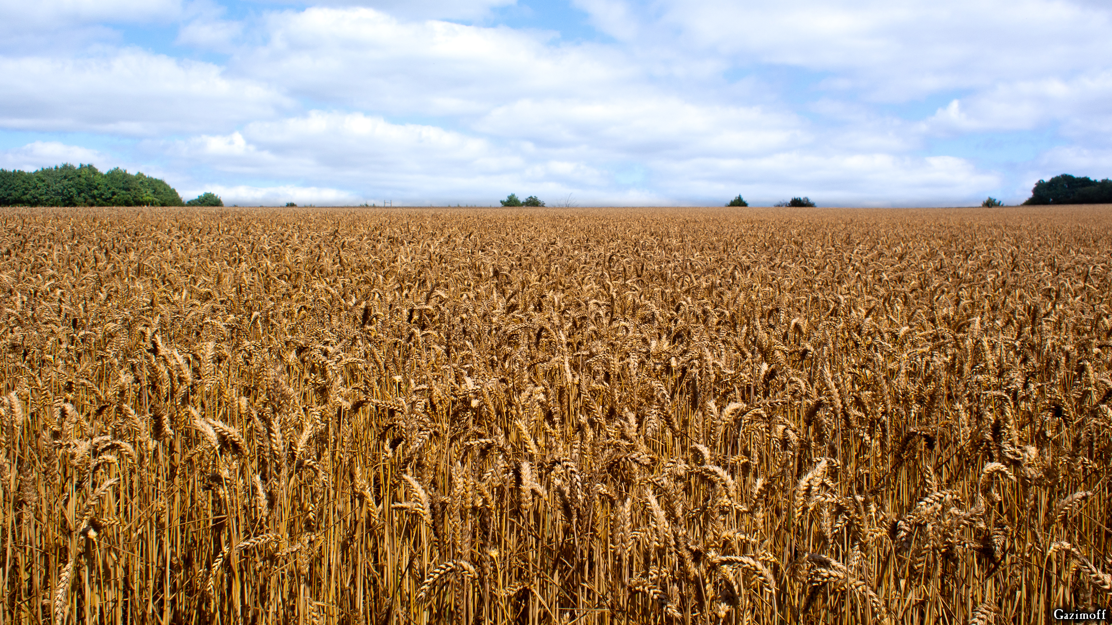 Cash Crop - HD Wallpaper 