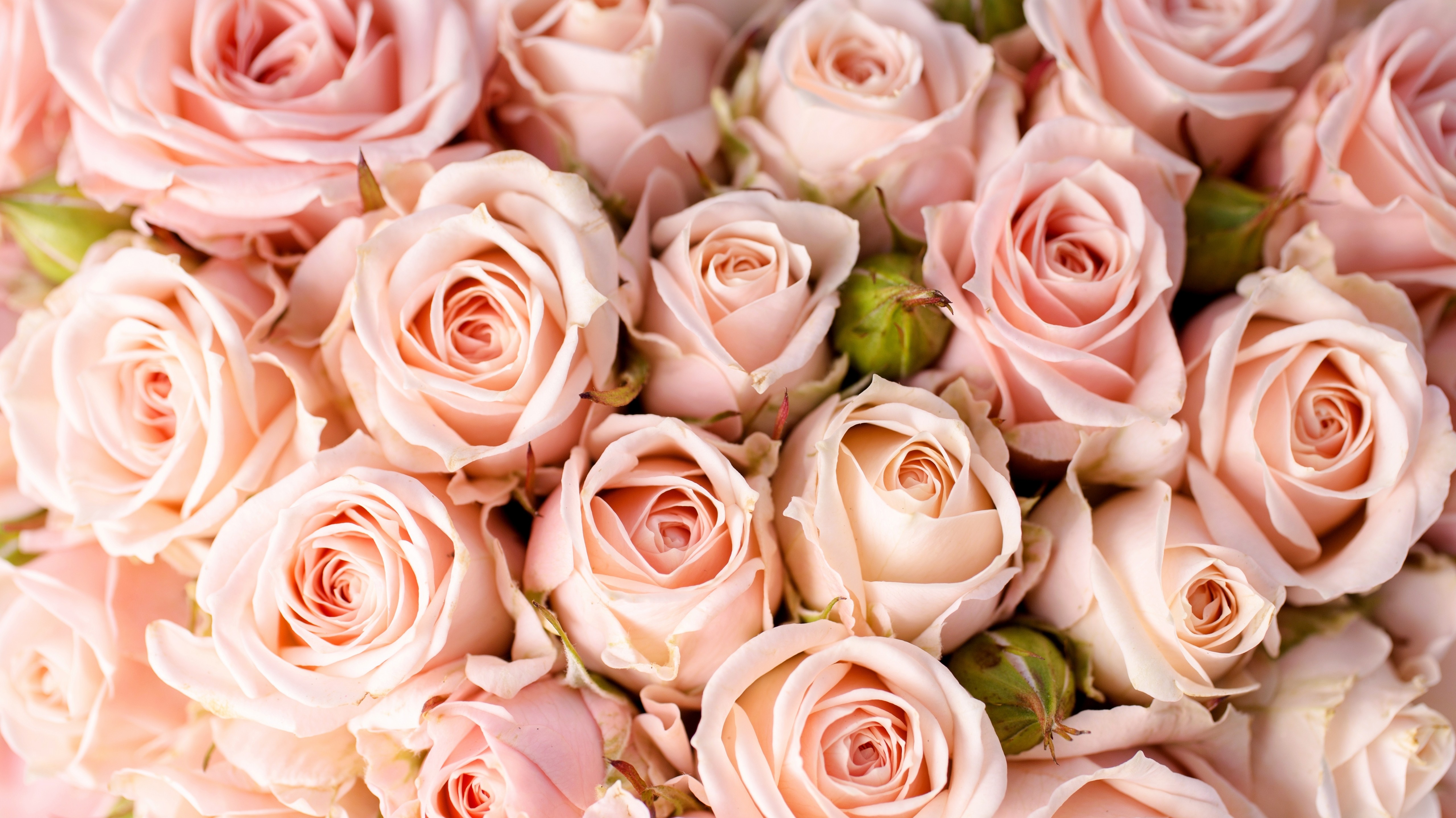 Light Pink Roses Background - HD Wallpaper 