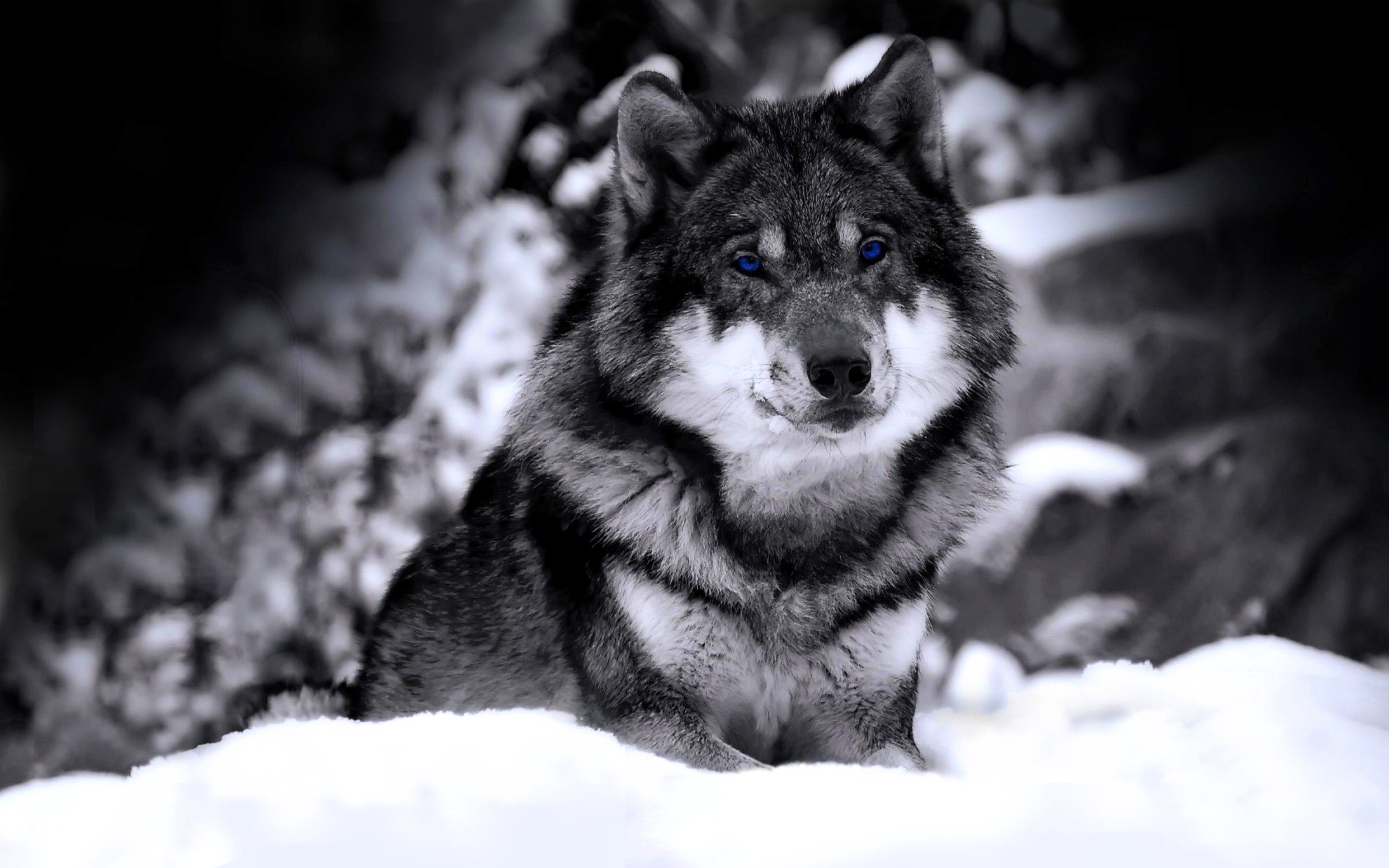 Wolf Desktop Background Hd - HD Wallpaper 