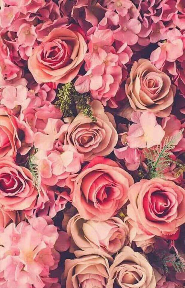 Pink Rosas Wallpaper 618x960 Wallpaper Teahub Io