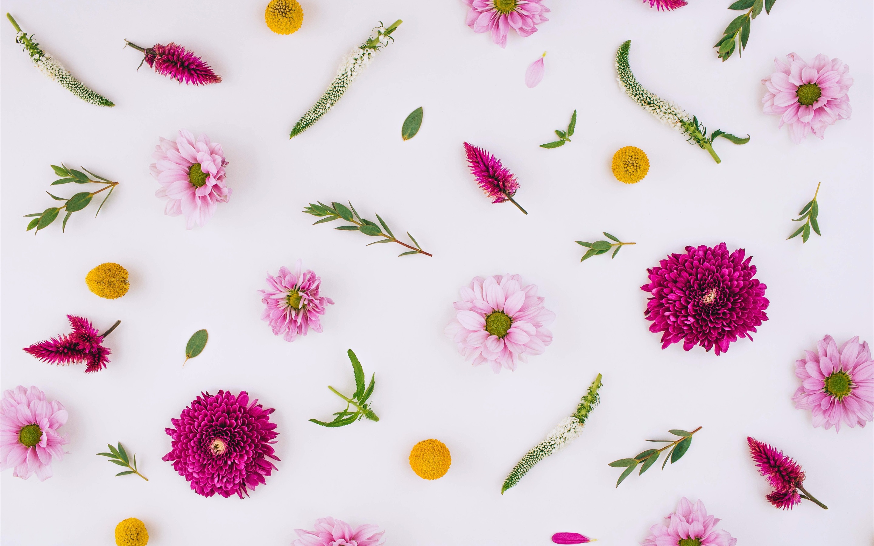 Wallpaper Pink Flowers, Chrysanthemum, White Background - Fondo De Pantalla Flores Hd - HD Wallpaper 