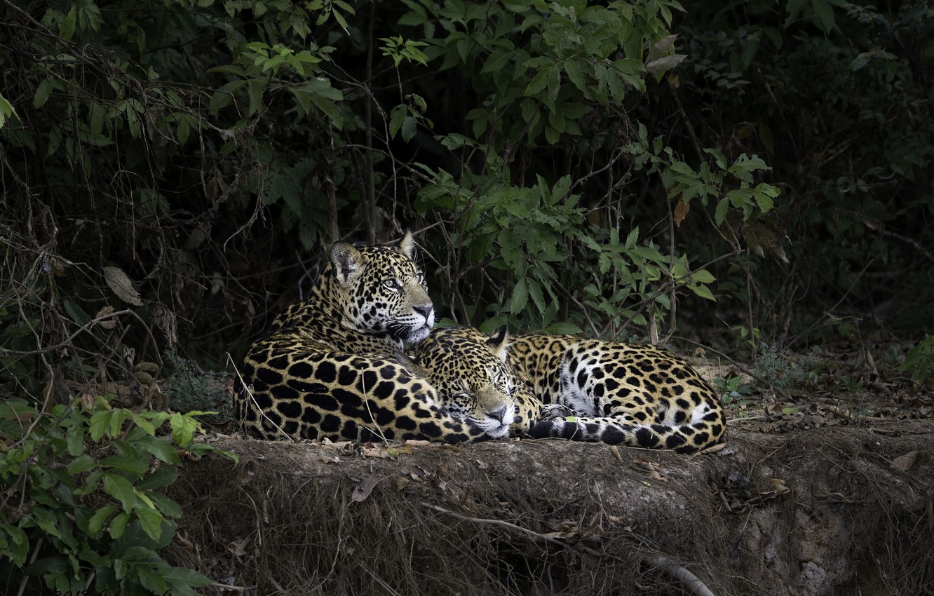 African Leopard - HD Wallpaper 