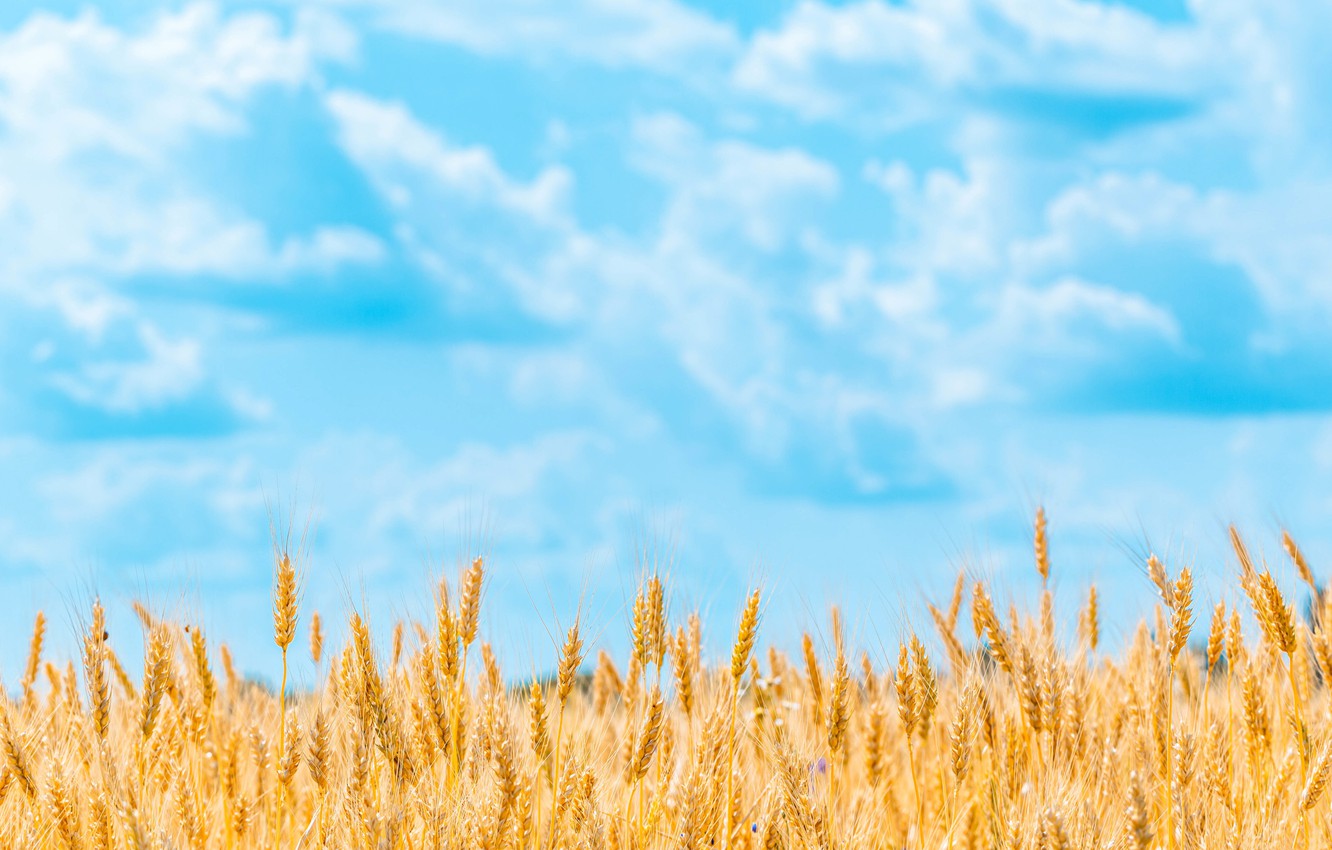 Photo Wallpaper Wheat, Field, The Sky, Clouds, Harvest, - Best Background Wheat - HD Wallpaper 