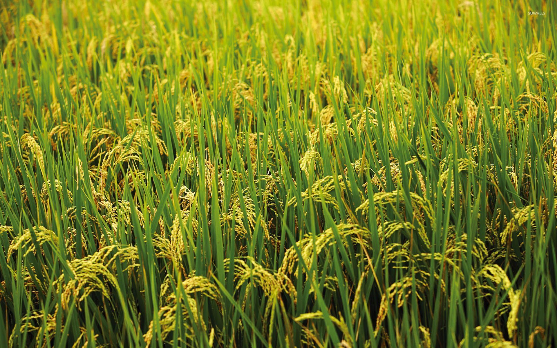 High Resolution Rice Field - HD Wallpaper 